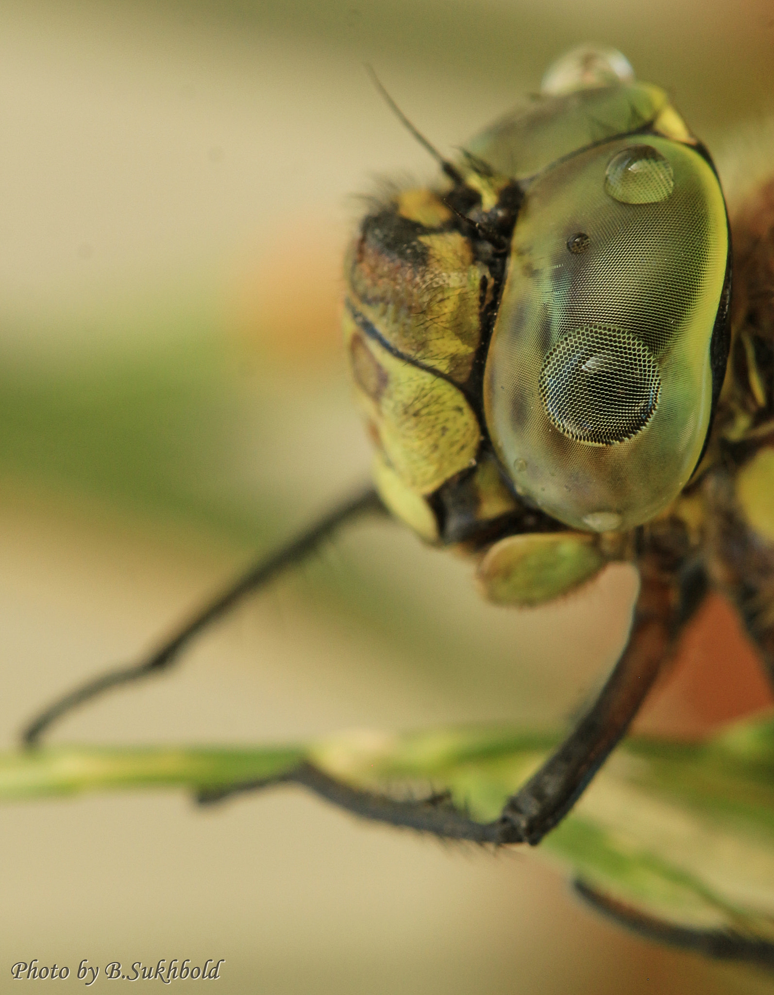 Canon EOS M sample photo. Eyes with drops photography