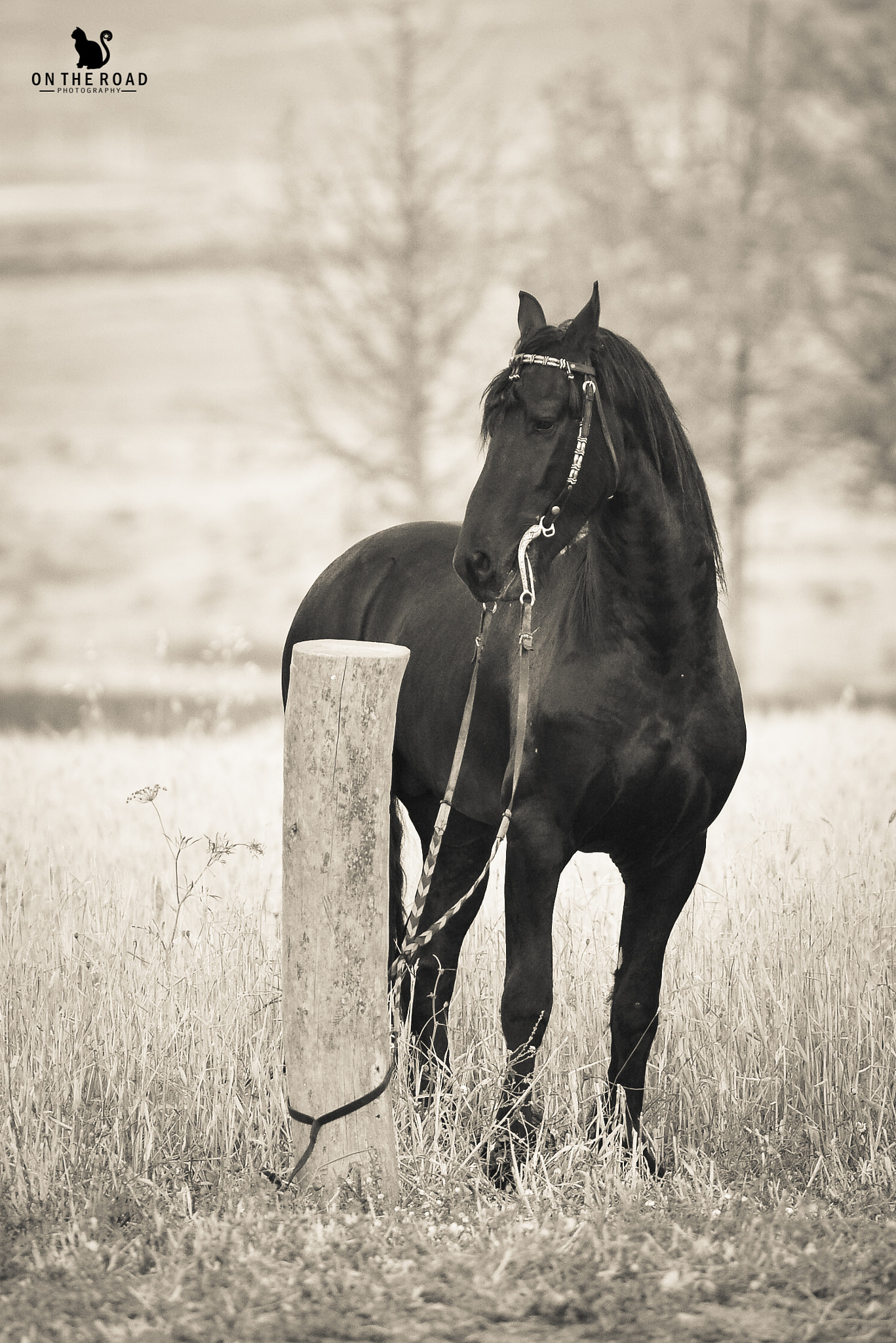 Nikon D800 + AF Nikkor 300mm f/4 IF-ED sample photo. Black hors photography