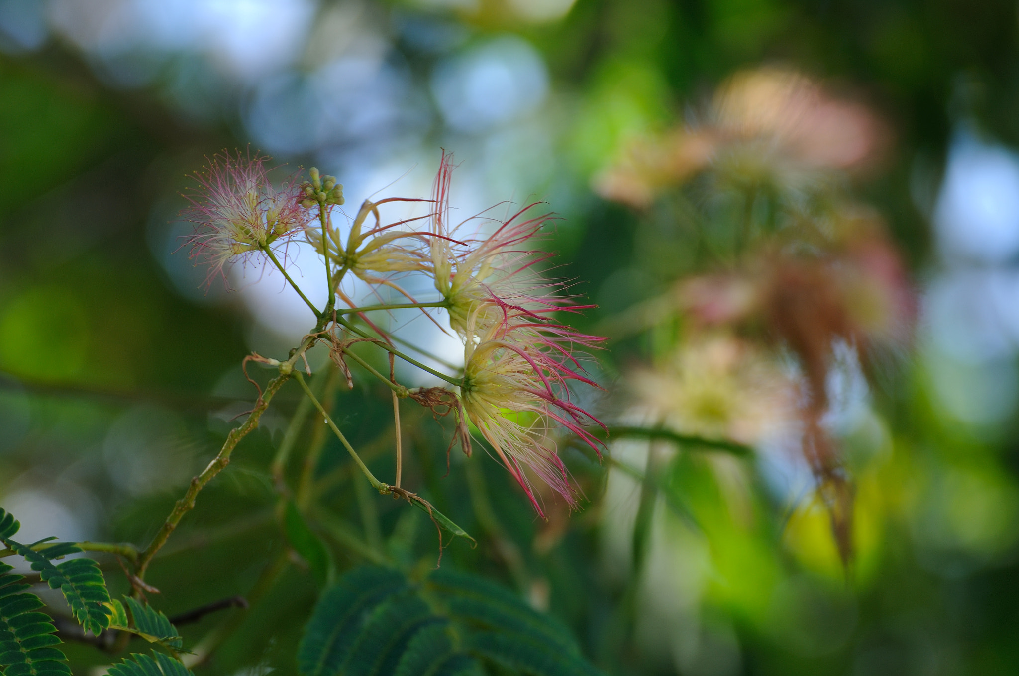 Nikon D300S sample photo. _mer3891.jpg photography