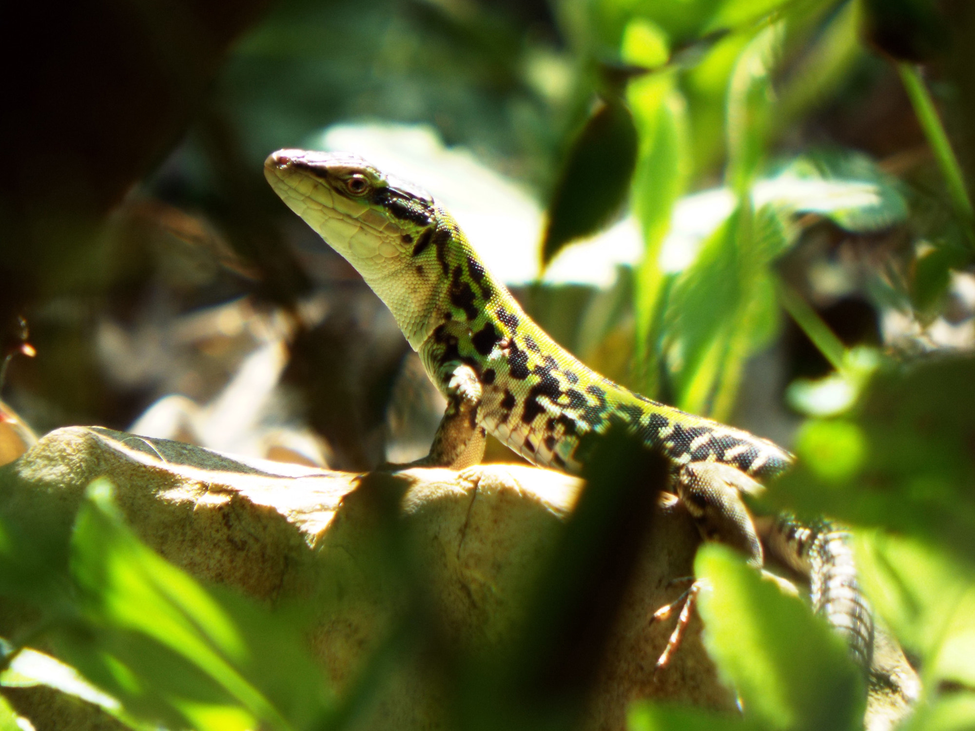 Fujifilm FinePix S8500 sample photo. Lizard in the sun photography