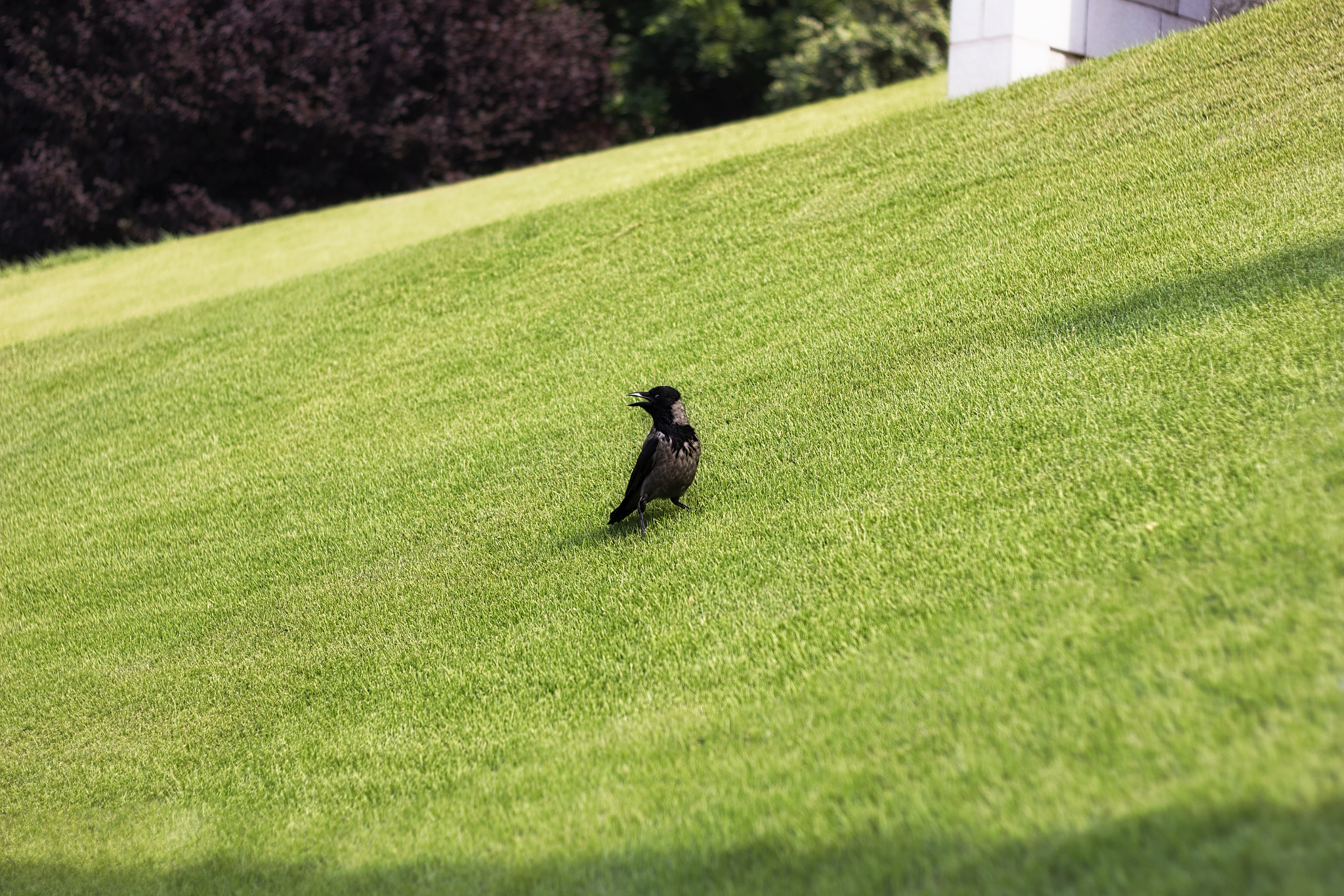 Canon EOS 550D (EOS Rebel T2i / EOS Kiss X4) sample photo. Crow on grass photography