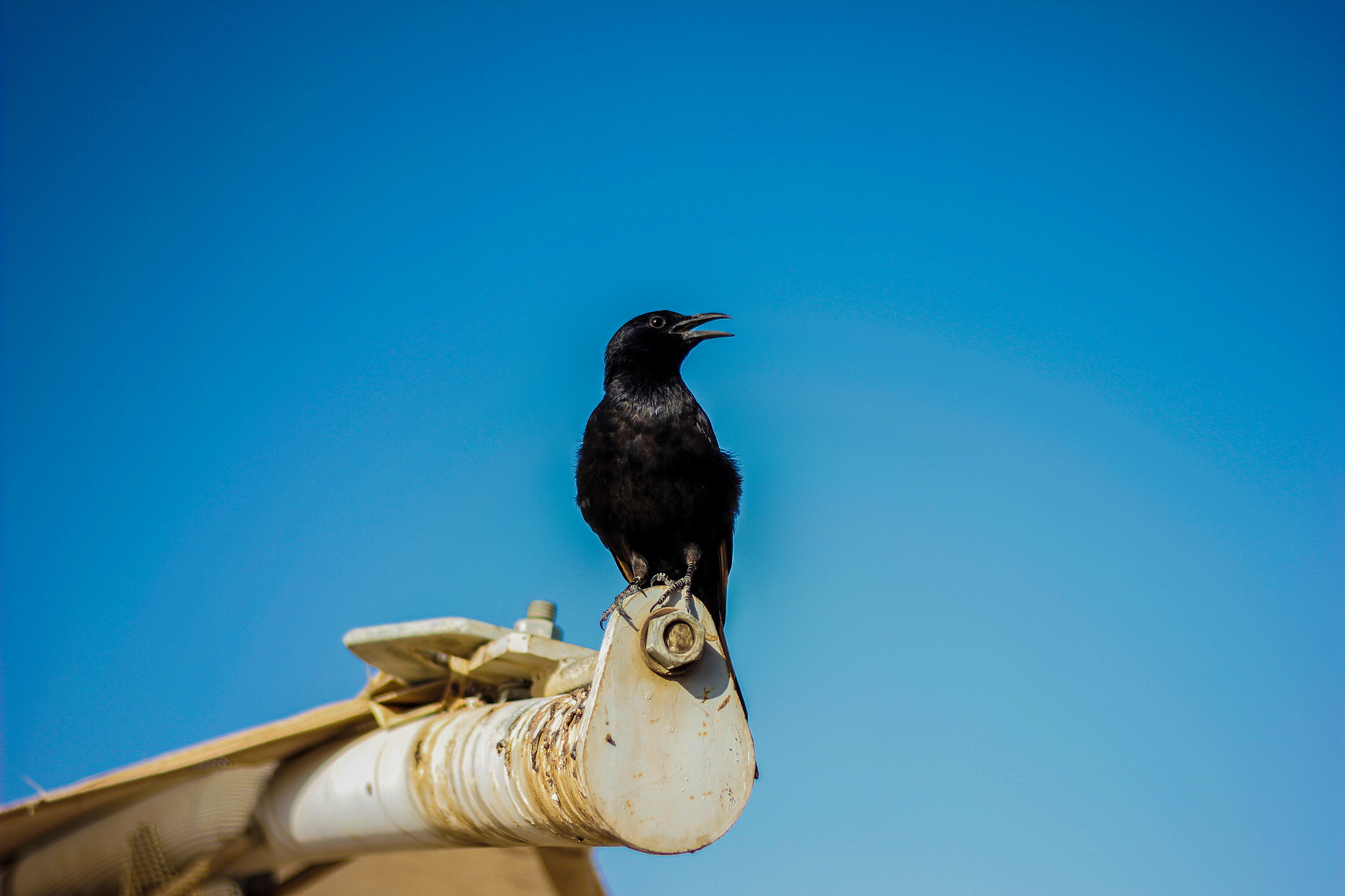 Canon EOS 550D (EOS Rebel T2i / EOS Kiss X4) sample photo. Crow at lowest point on earth photography