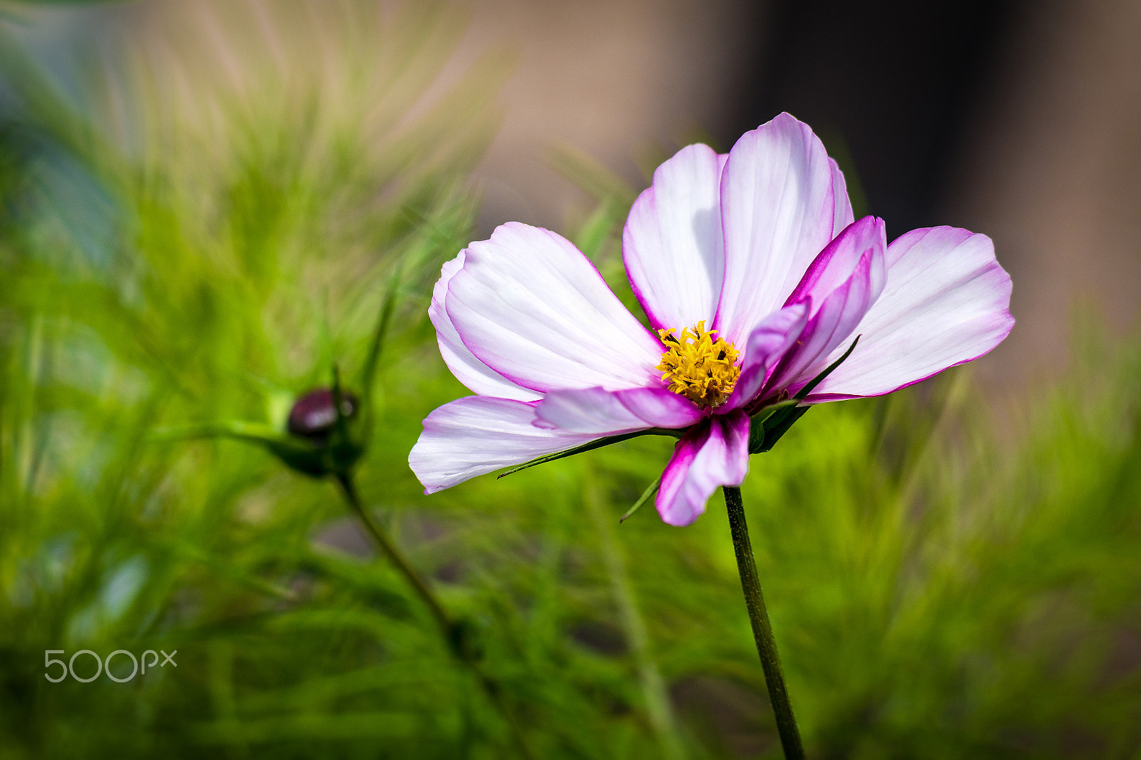 Samsung NX30 + Samsung NX 50-200mm F4-5.6 ED OIS sample photo. Cosmos mint photography