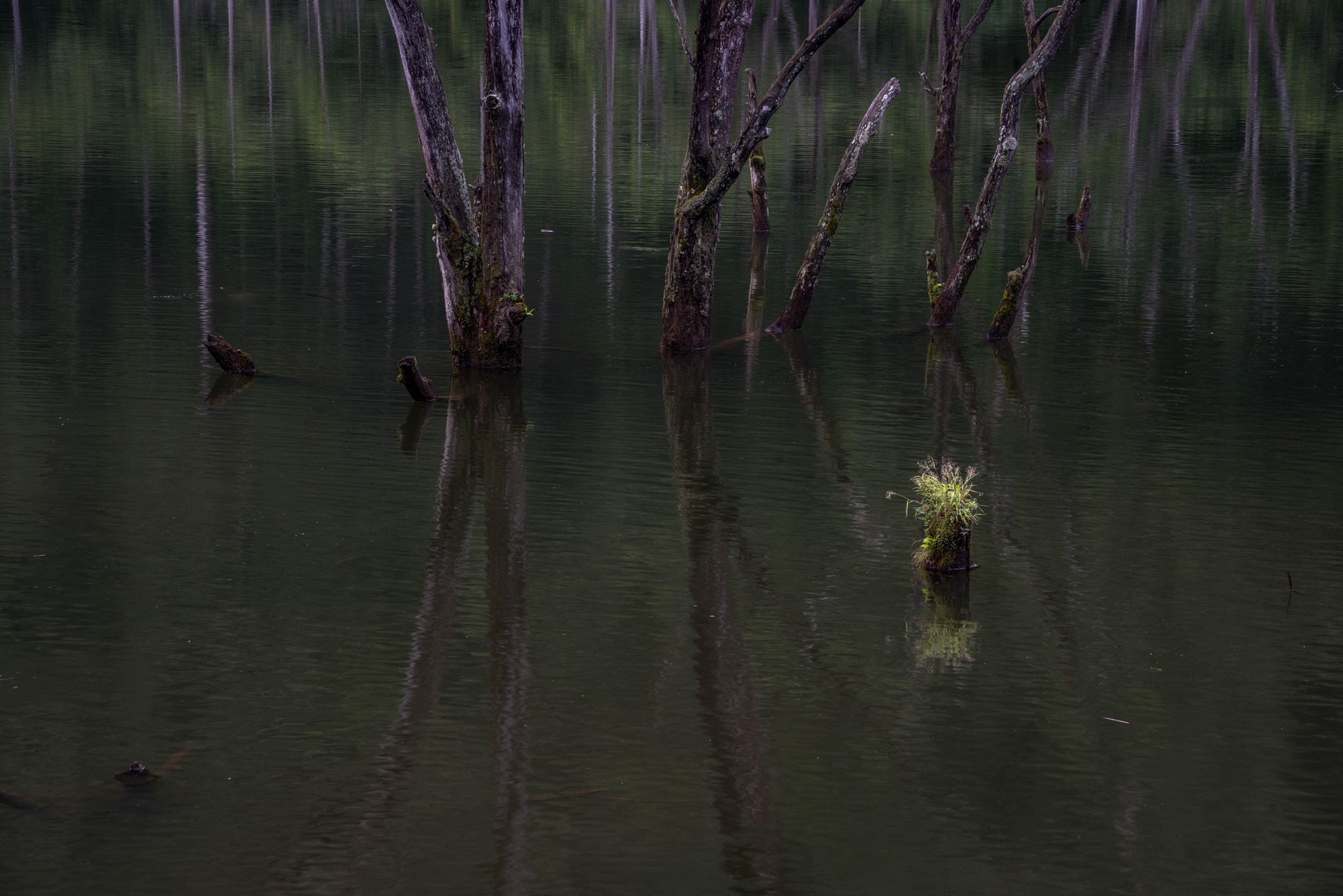 Sigma 70-300mm F4-5.6 APO DG Macro sample photo. Rot forest photography
