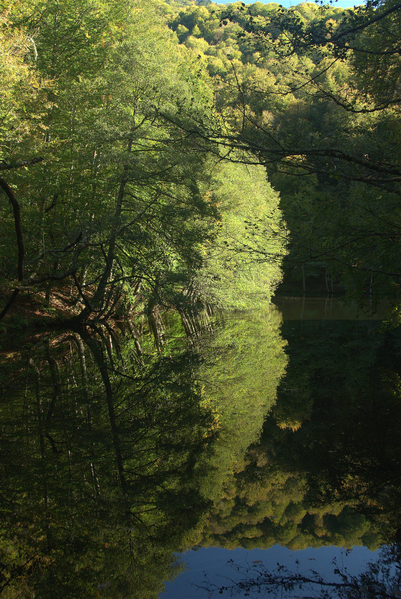 Nikon D200 sample photo. Reflected forest2 photography