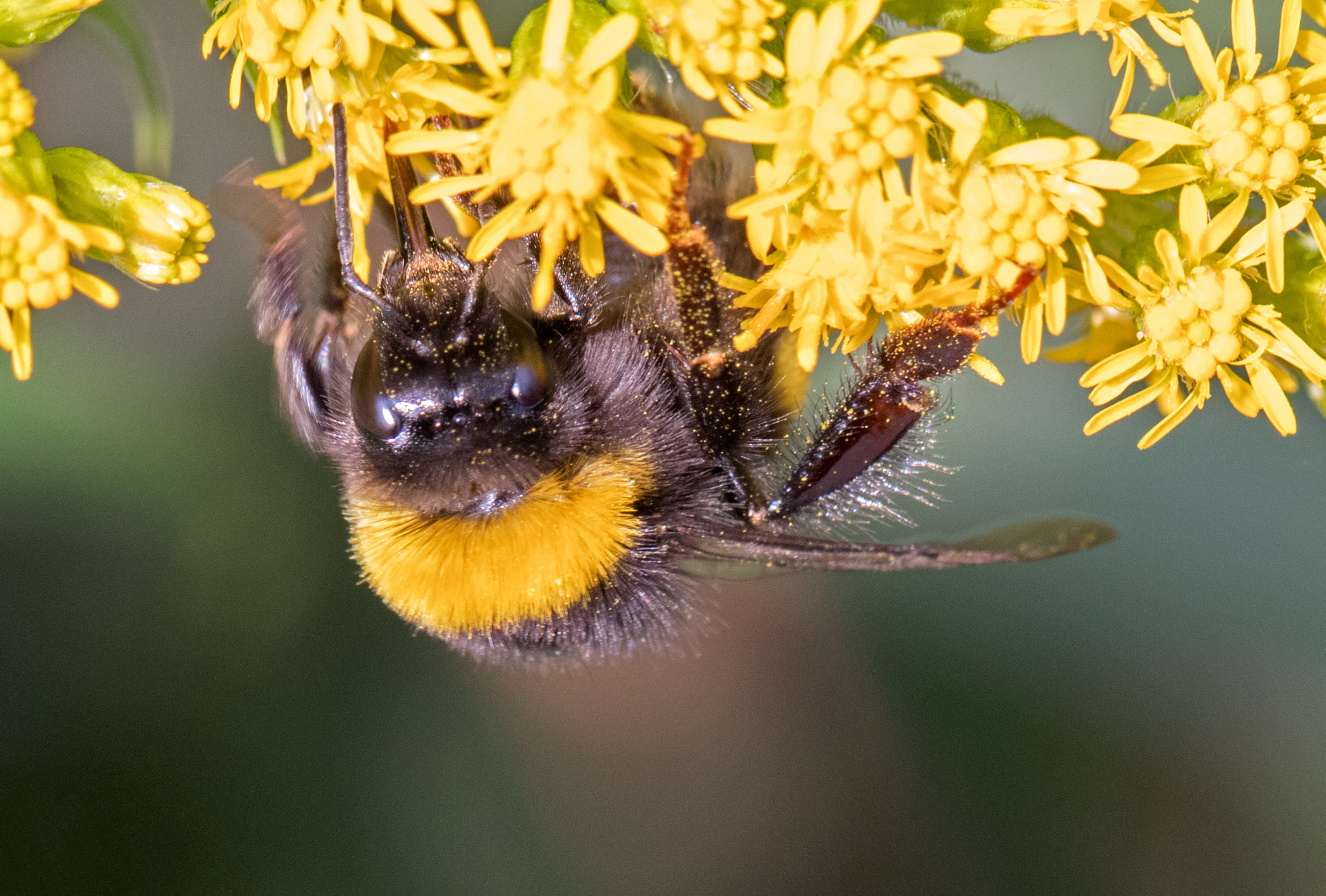 Canon EOS 80D + Canon EF 100mm F2.8L Macro IS USM sample photo. Genus bombus photography