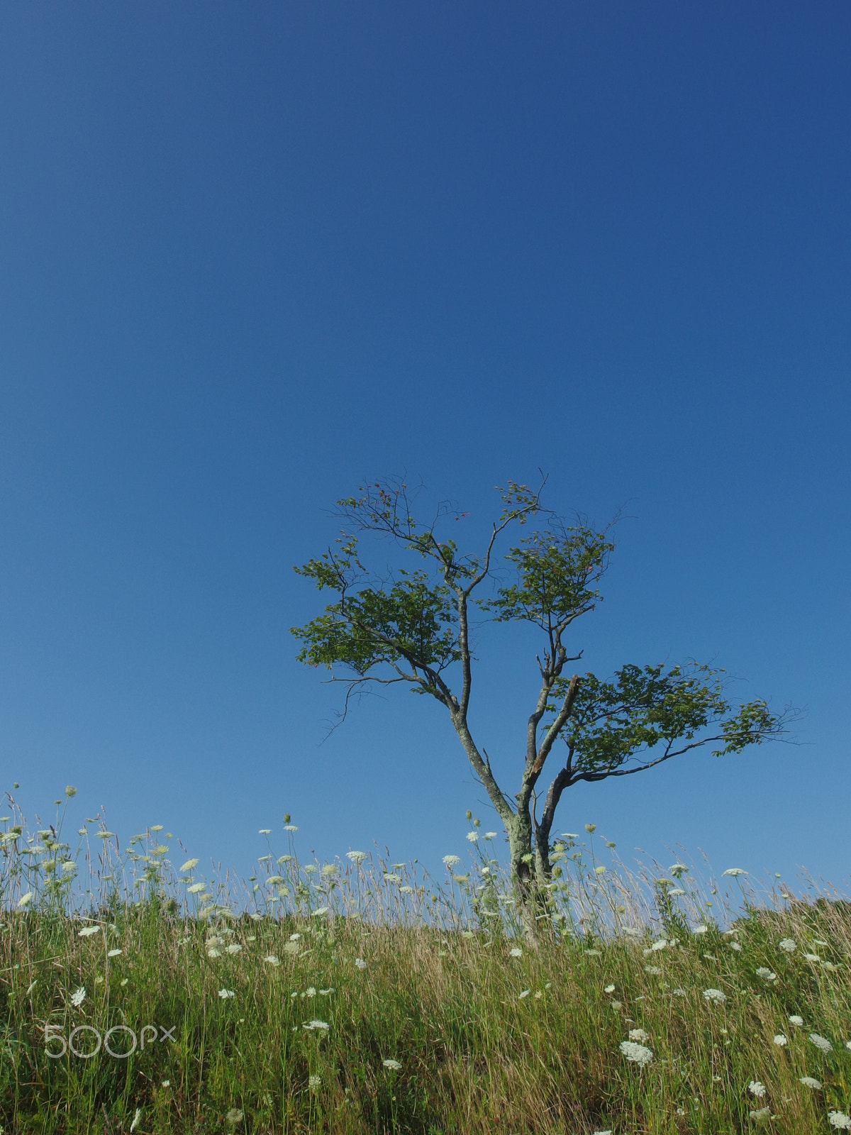 PENTAX RICOH IMAGING PENTAX MX-1 sample photo. Trees, blue sky photography