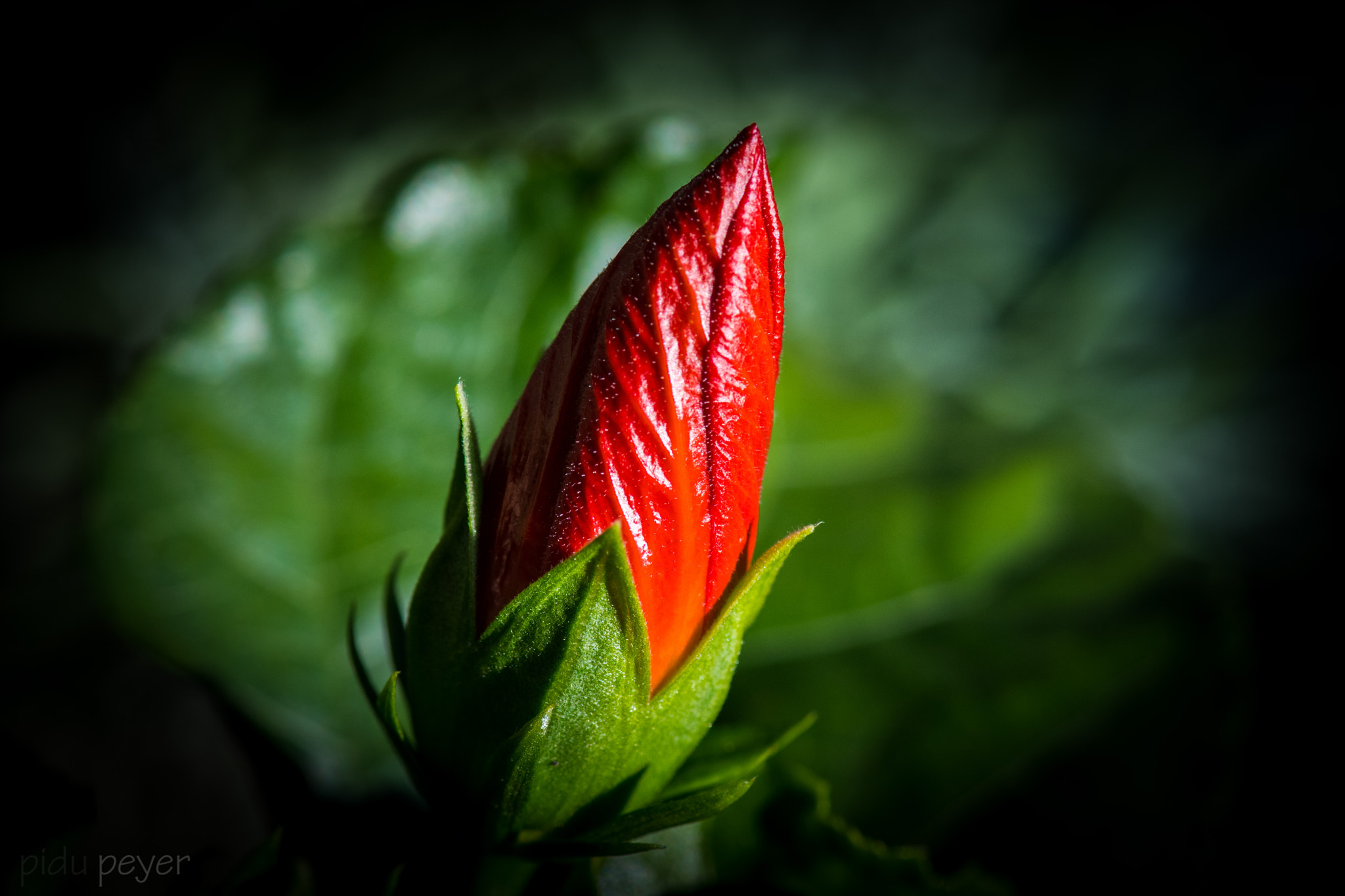 Nikon D5 sample photo. Beauty photography