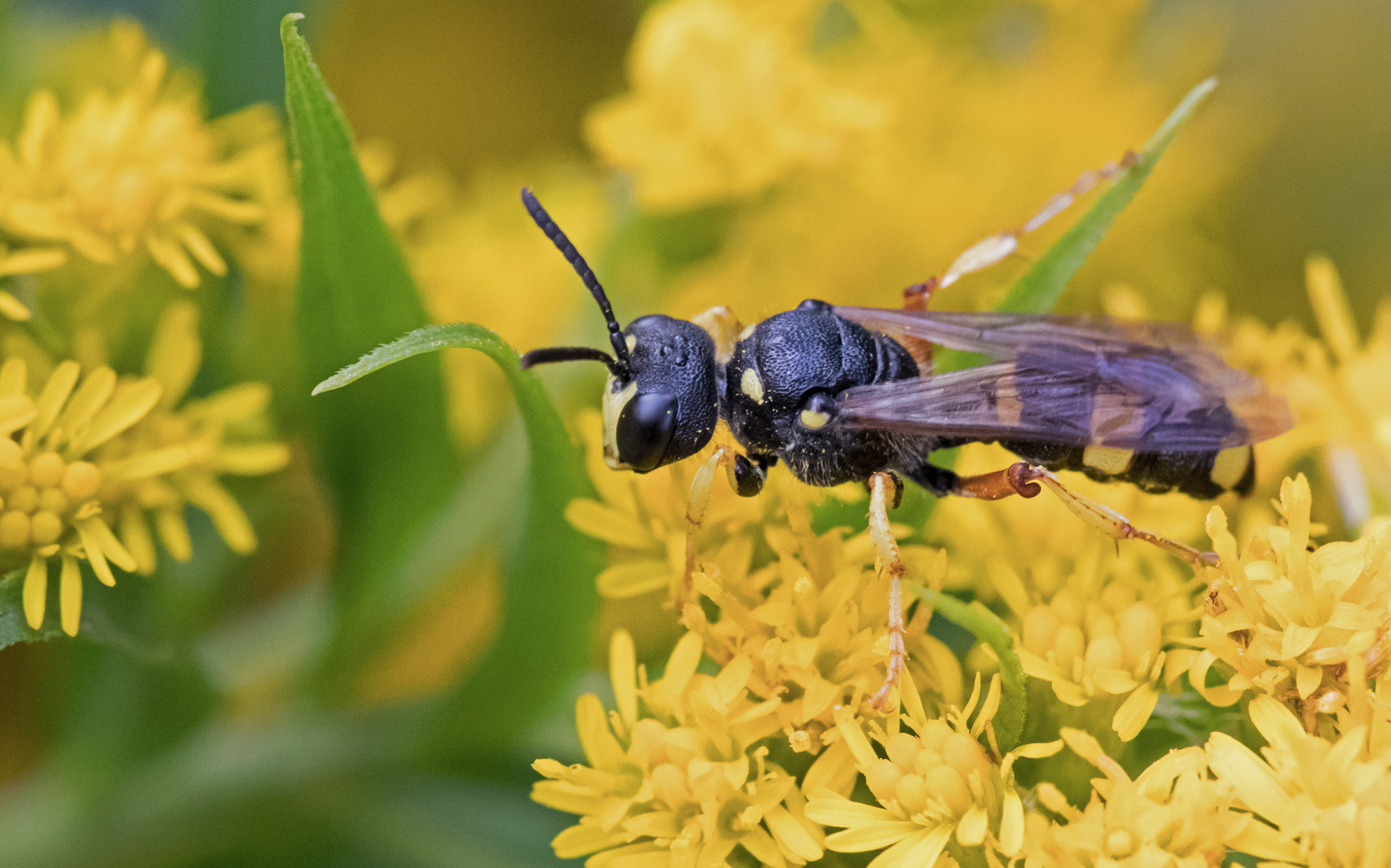 Canon EOS 80D + Canon EF 100mm F2.8L Macro IS USM sample photo. Hoverfly photography