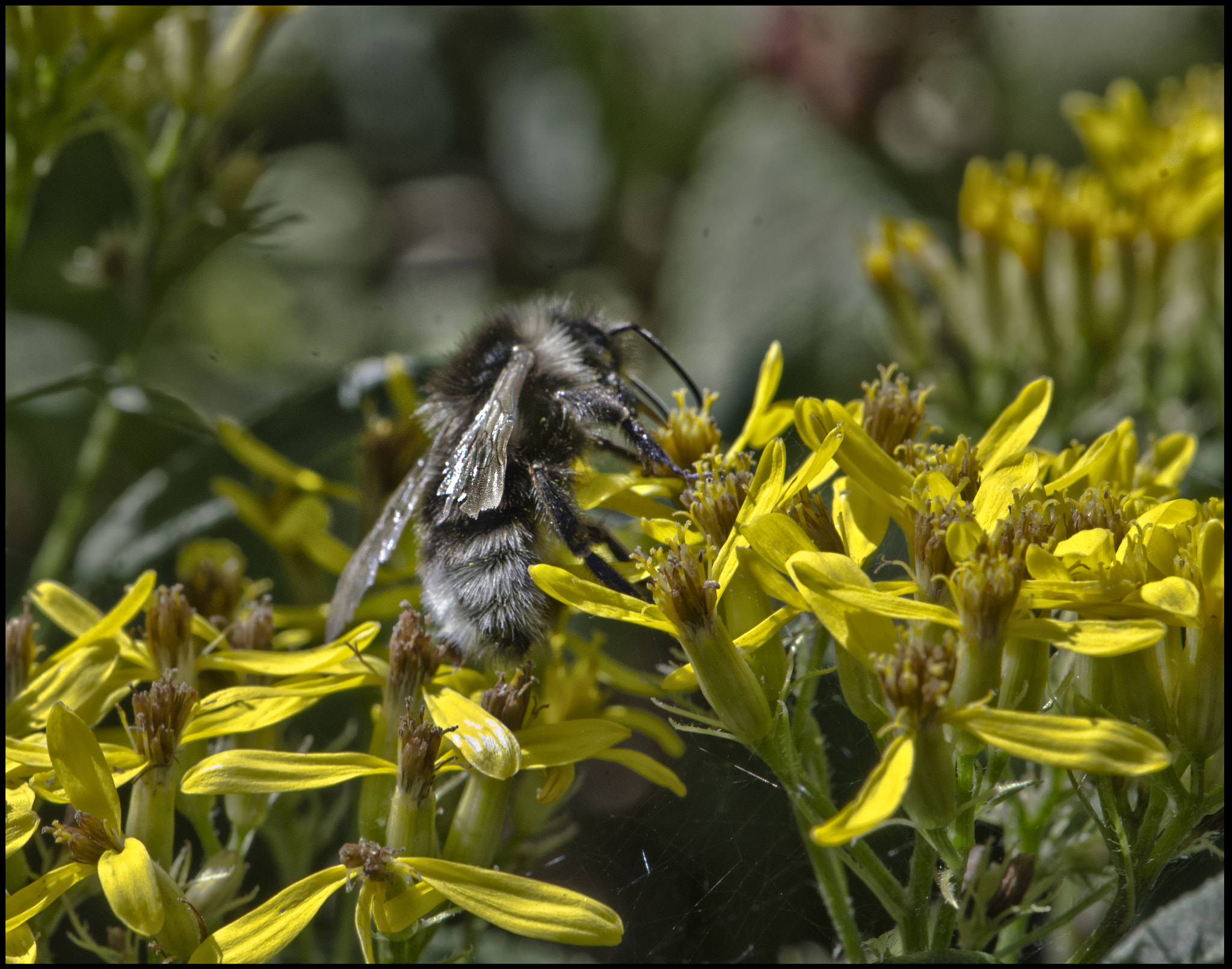 Nikon AF-S DX Micro-Nikkor 85mm F3.5G ED VR sample photo. ......in giallo photography