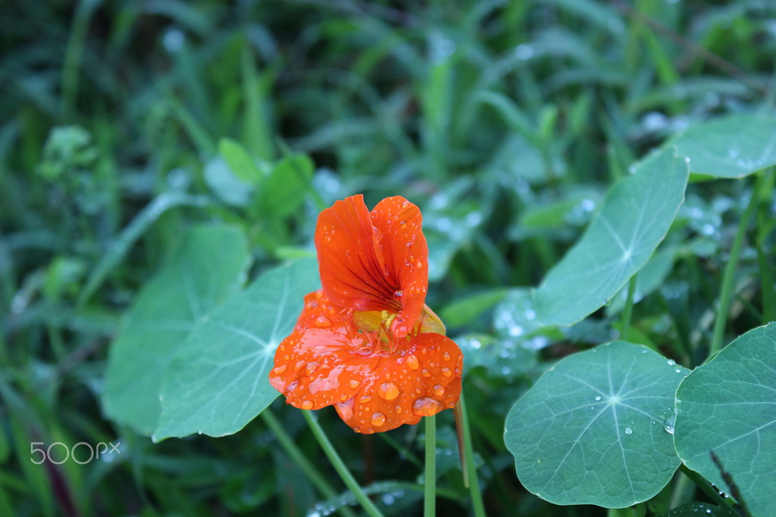 Canon EF-S 18-55mm F3.5-5.6 IS sample photo. New photographer who wants to make a difference photography