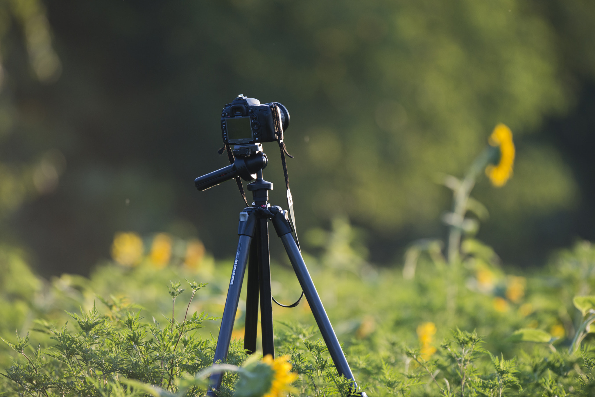 Nikon D800 + Nikon AF-S Nikkor 500mm F4G ED VR sample photo. Camera in field photography