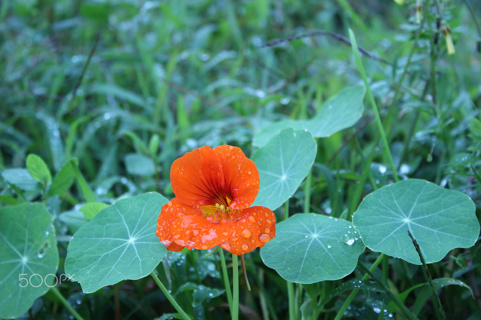 Canon EF-S 18-55mm F3.5-5.6 IS sample photo. New photographer who wants to make a difference photography
