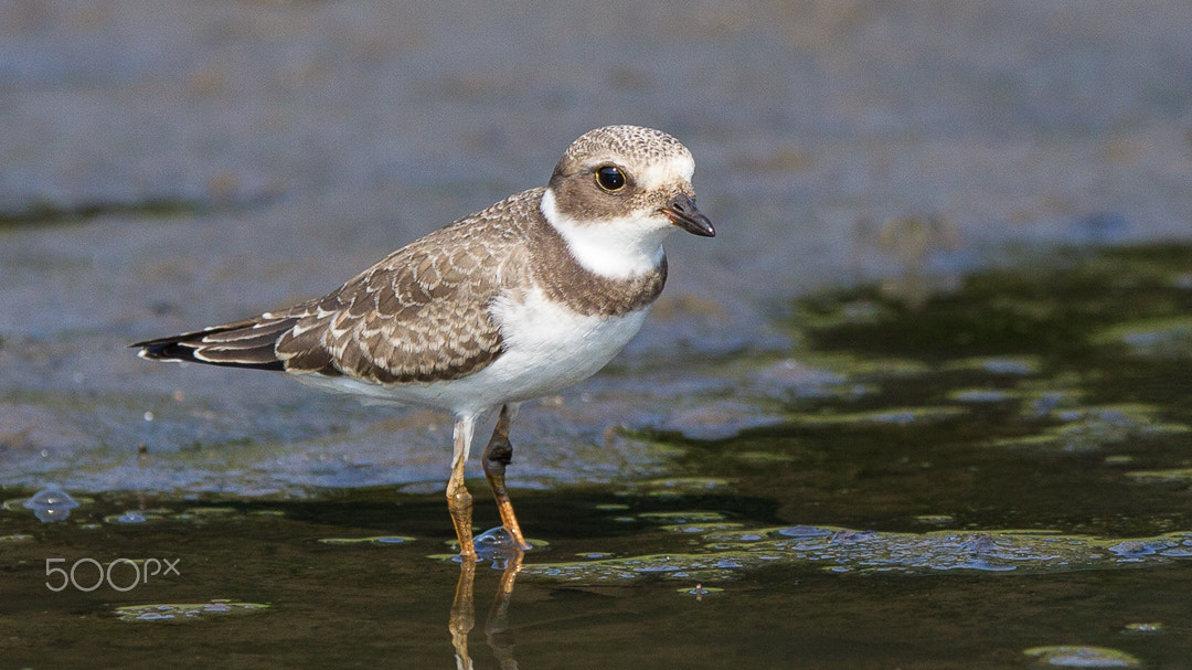 Canon EF 300mm F2.8L IS USM sample photo. Plover /pluvier photography