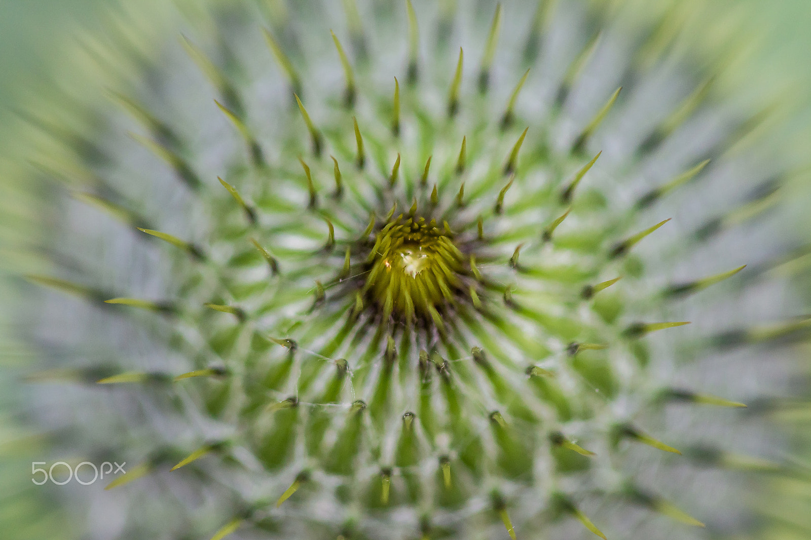 Canon EOS M3 sample photo. Milk thistle photography