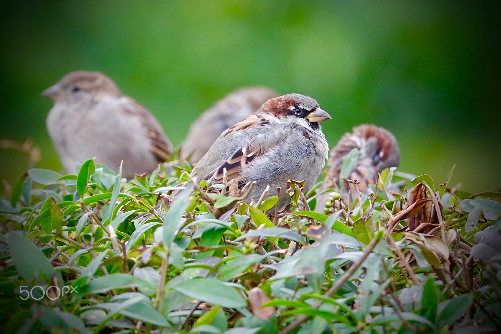 Sony 24-600mm F2.4-4.0 sample photo. Sparrows before the rain photography