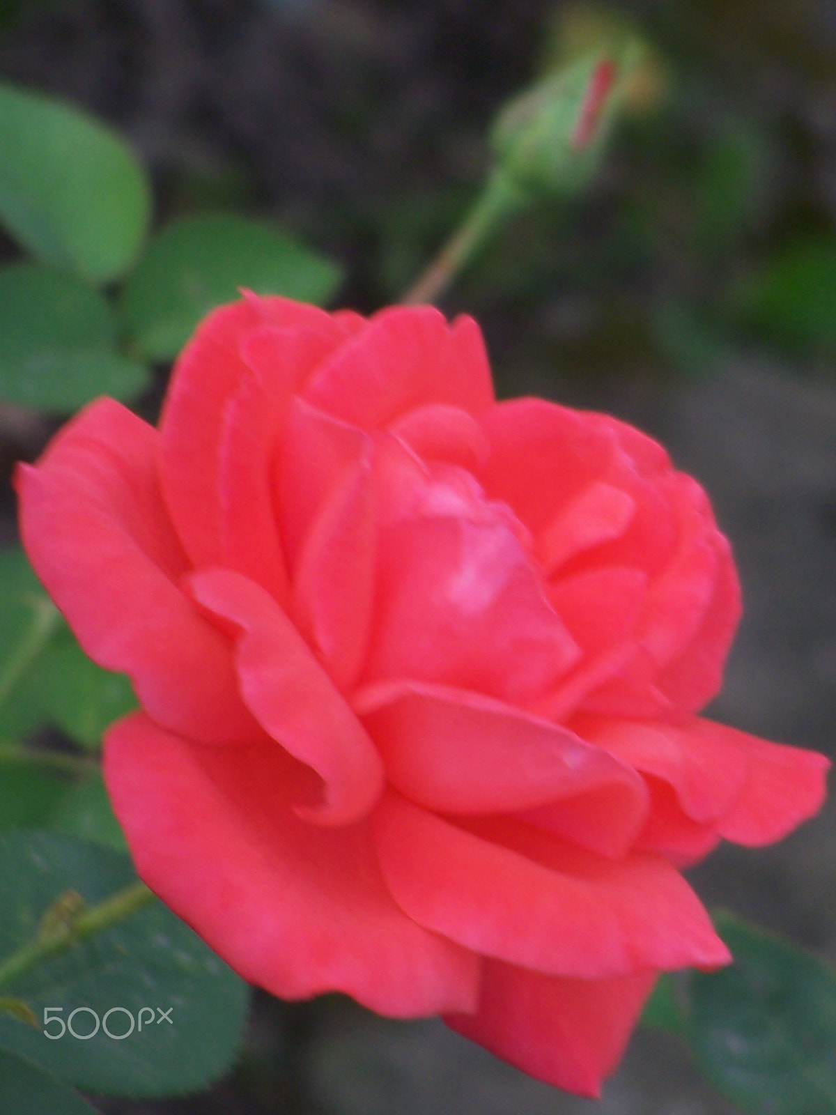 Kodak DX7590 ZOOM DIGITAL CAMERA sample photo. Because i care ... photography