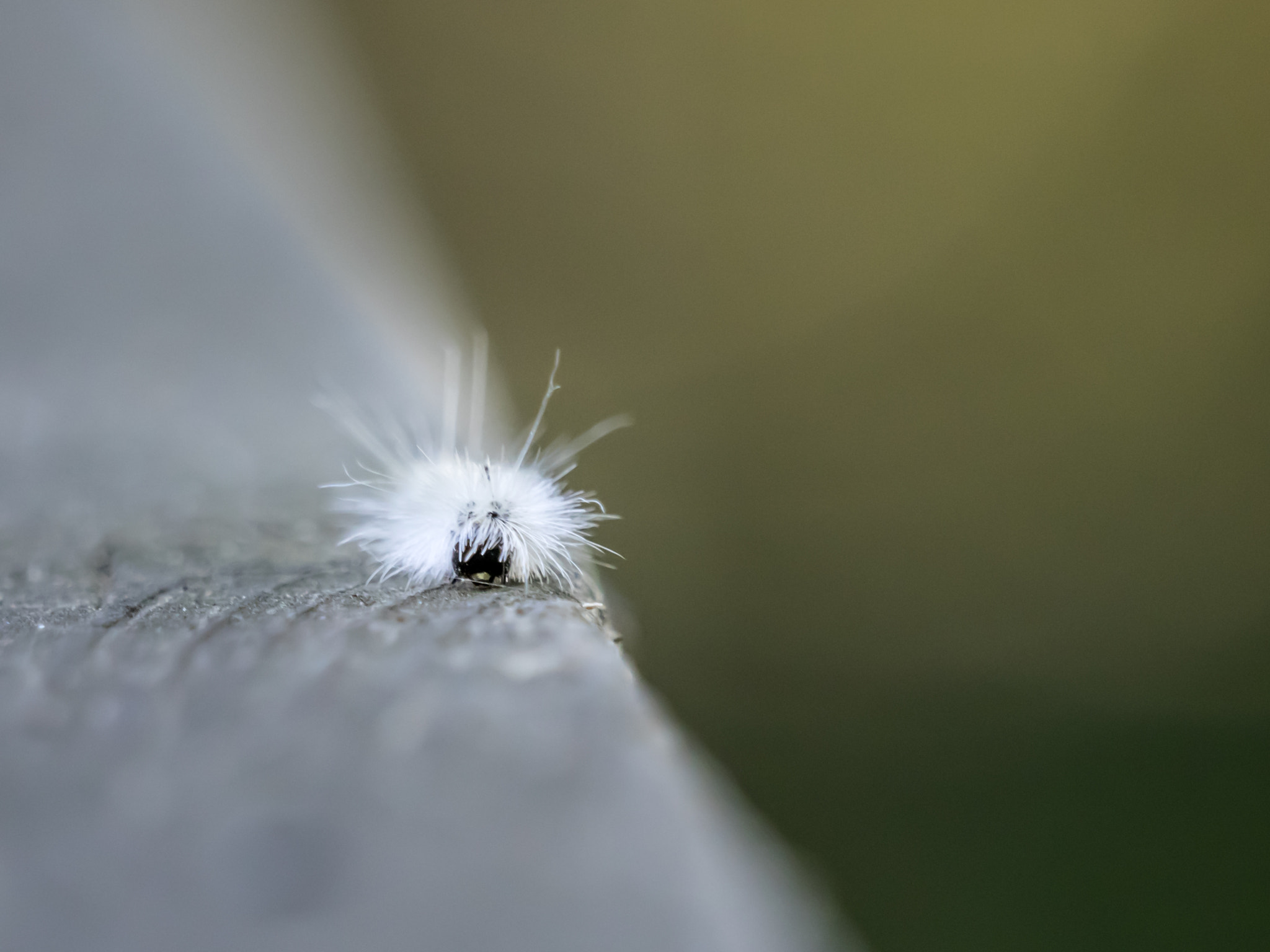 Olympus OM-D E-M1 + LEICA DG 100-400/F4.0-6.3 sample photo. Shaggy caterpillar photography