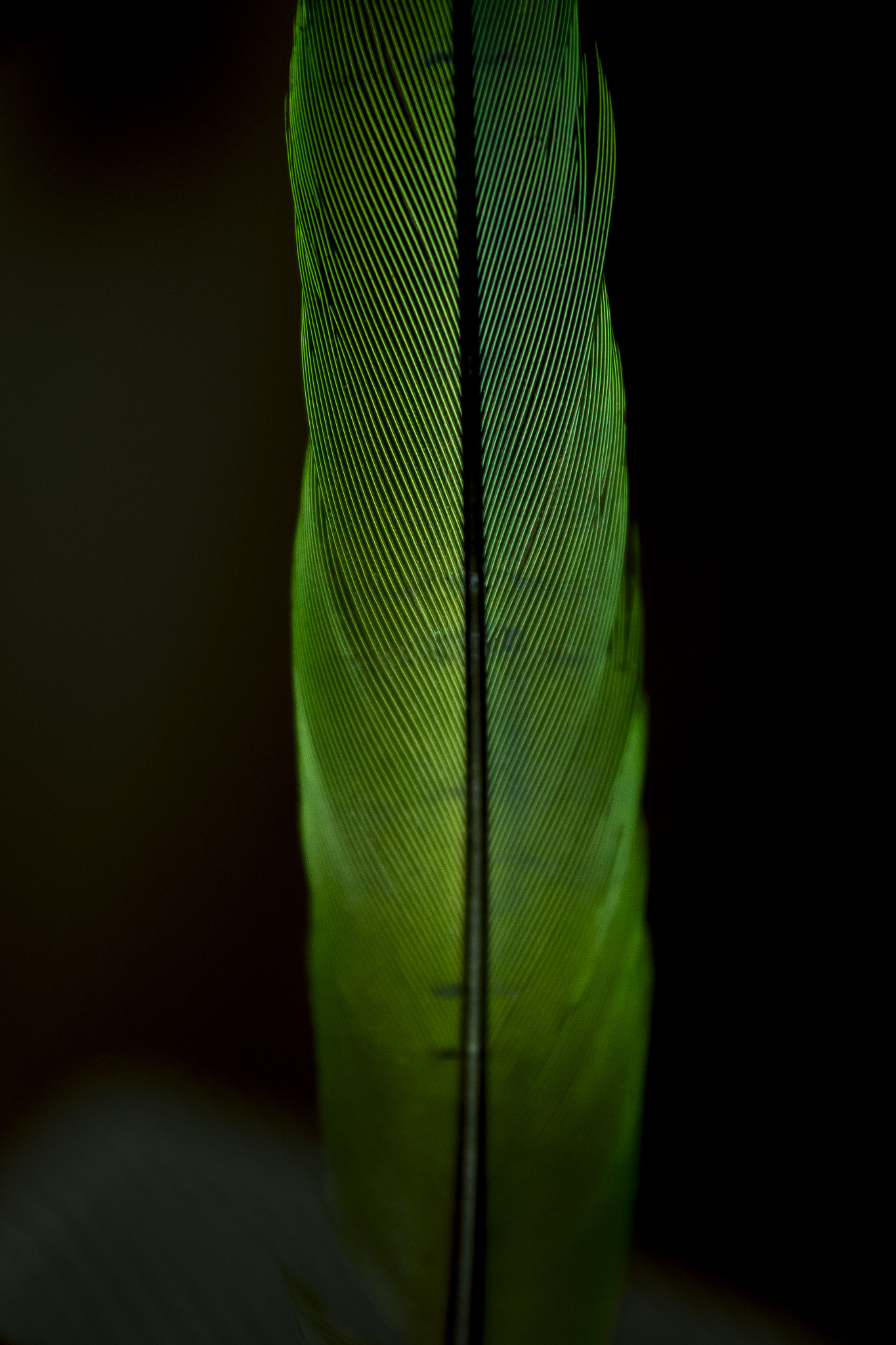 Sigma 17-70mm F2.8-4 DC Macro OS HSM sample photo. Feather photography
