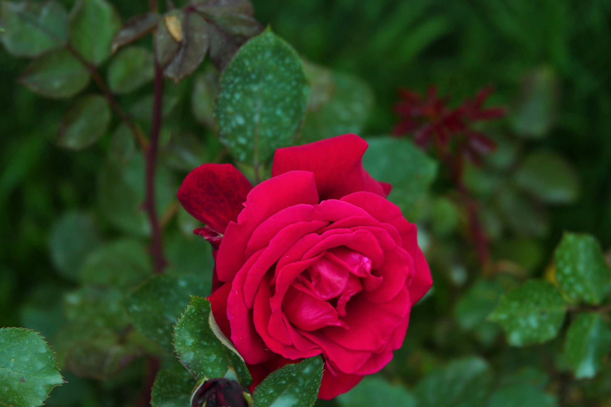 Sigma 24-105mm f/4 DG OS HSM | A sample photo. Storm can't stop my beauty. photography