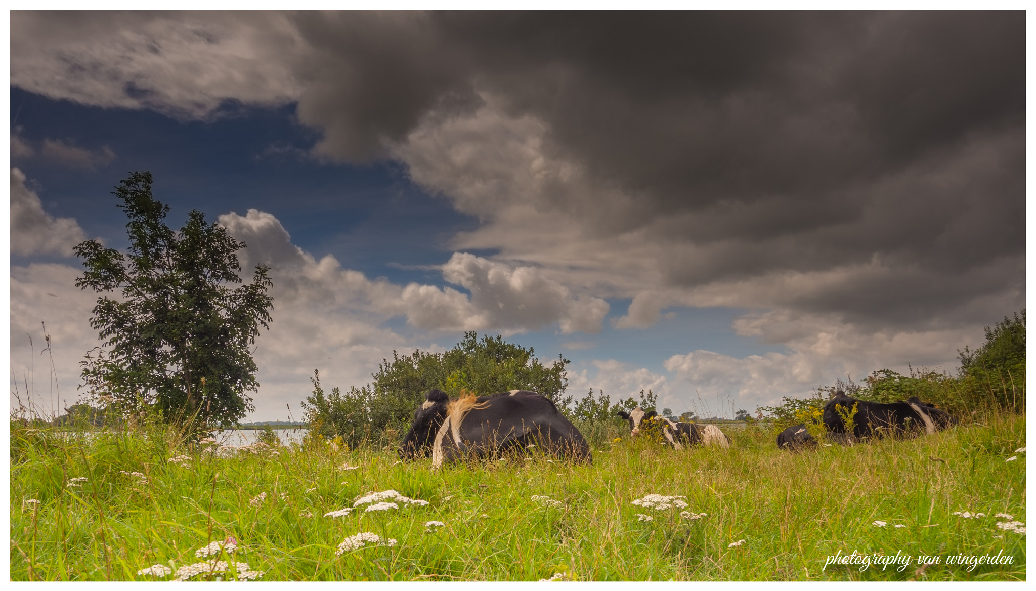 Olympus OM-D E-M10 II + Panasonic Lumix G Vario 7-14mm F4 ASPH sample photo. Cows photography