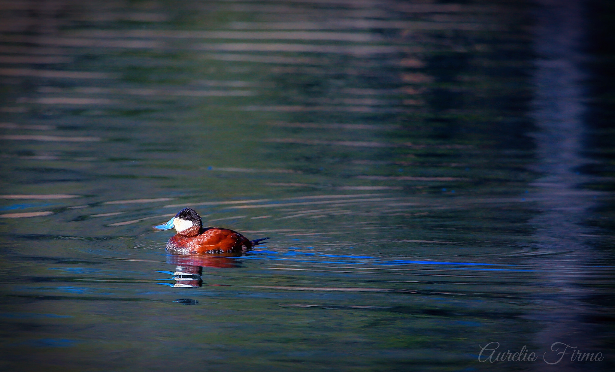Canon EF 100-400mm F4.5-5.6L IS USM sample photo. A ruddy duck in prospect park  brooklyn new york photography