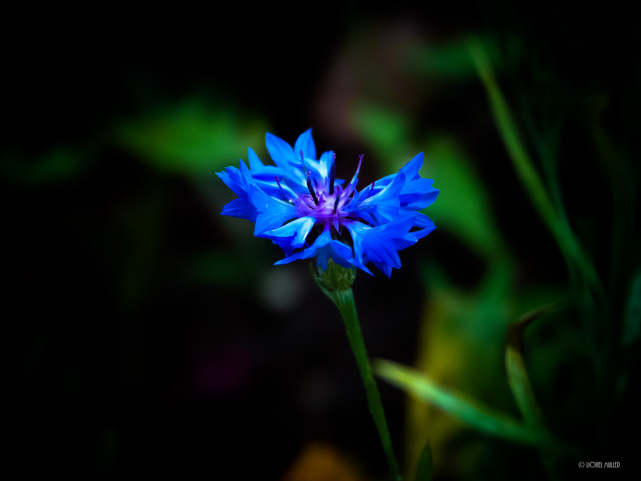 KONICA MINOLTA DiMAGE A1 sample photo. Couleurs de la nature photography