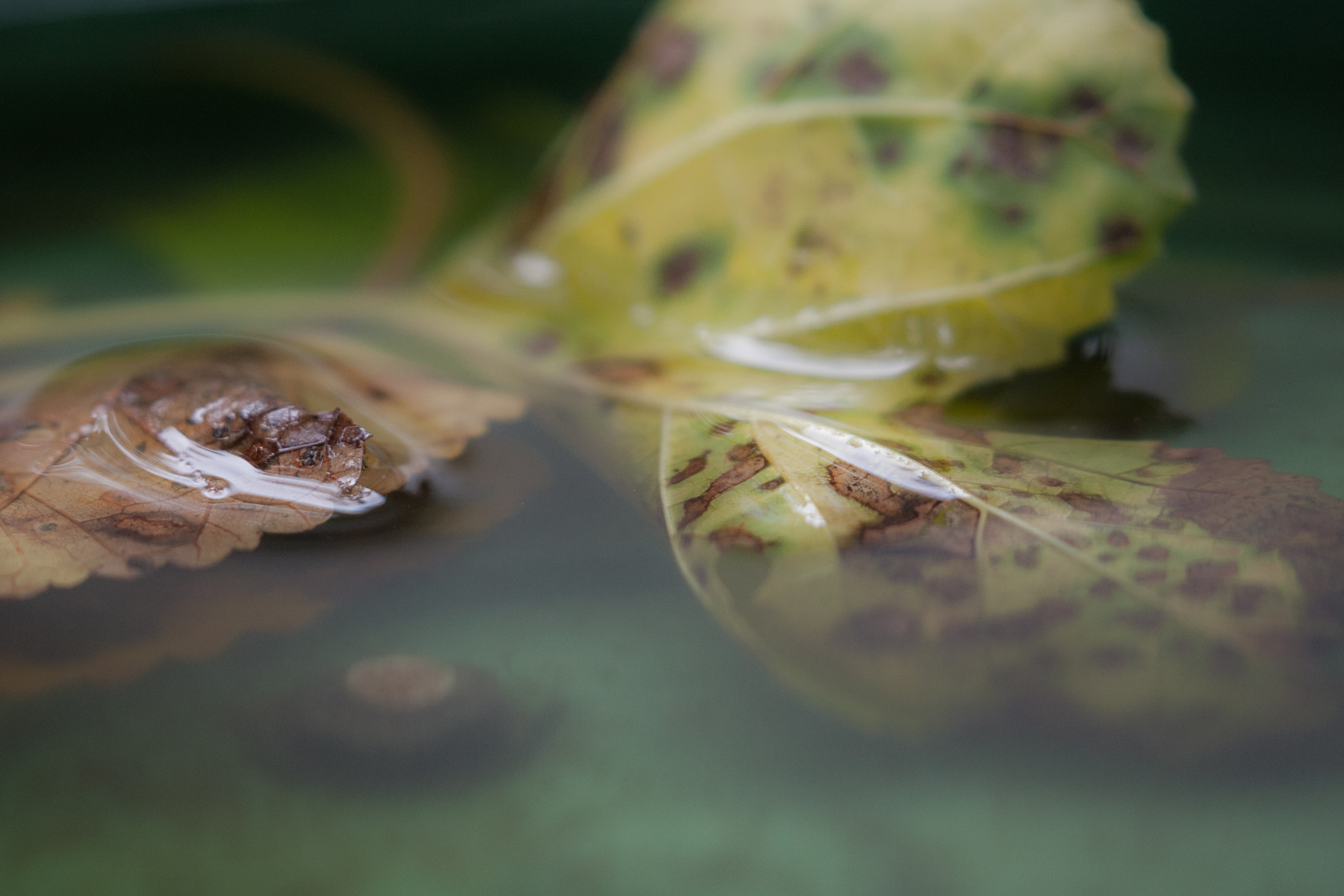 Canon EOS-1Ds Mark III sample photo. Surface tension photography