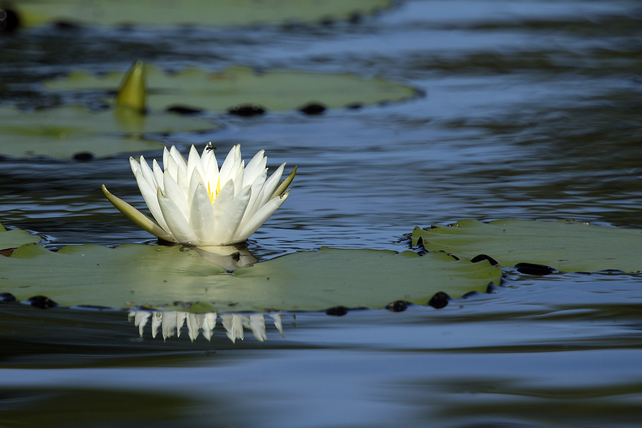 Canon EOS 7D Mark II sample photo. Water lily and a fly photography