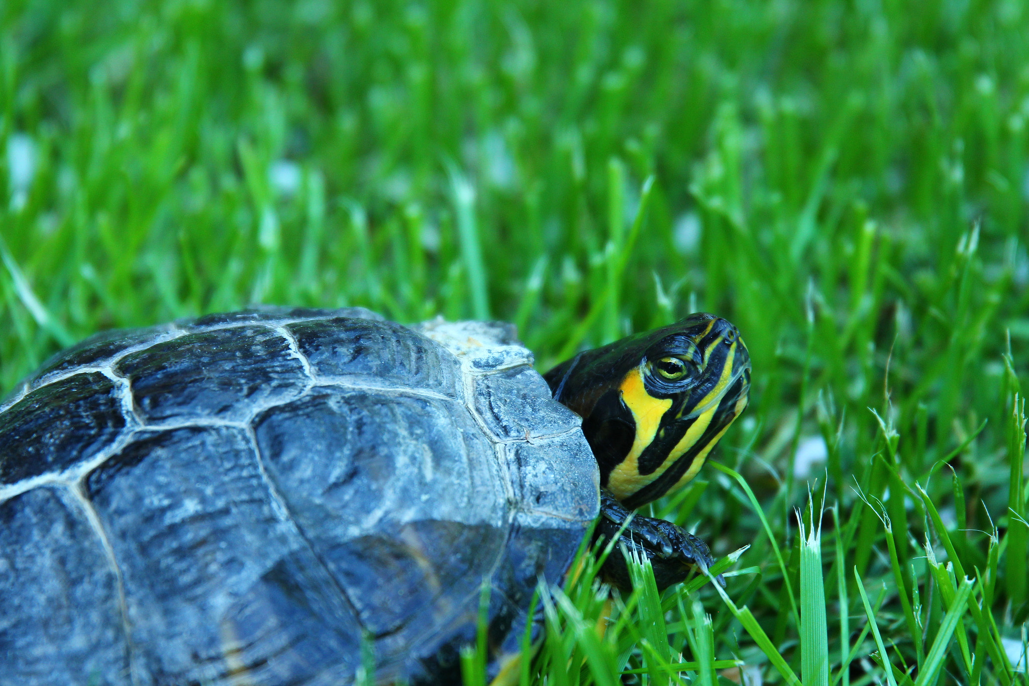 Sigma 24-105mm f/4 DG OS HSM | A sample photo. Slow escape trough the grass. photography