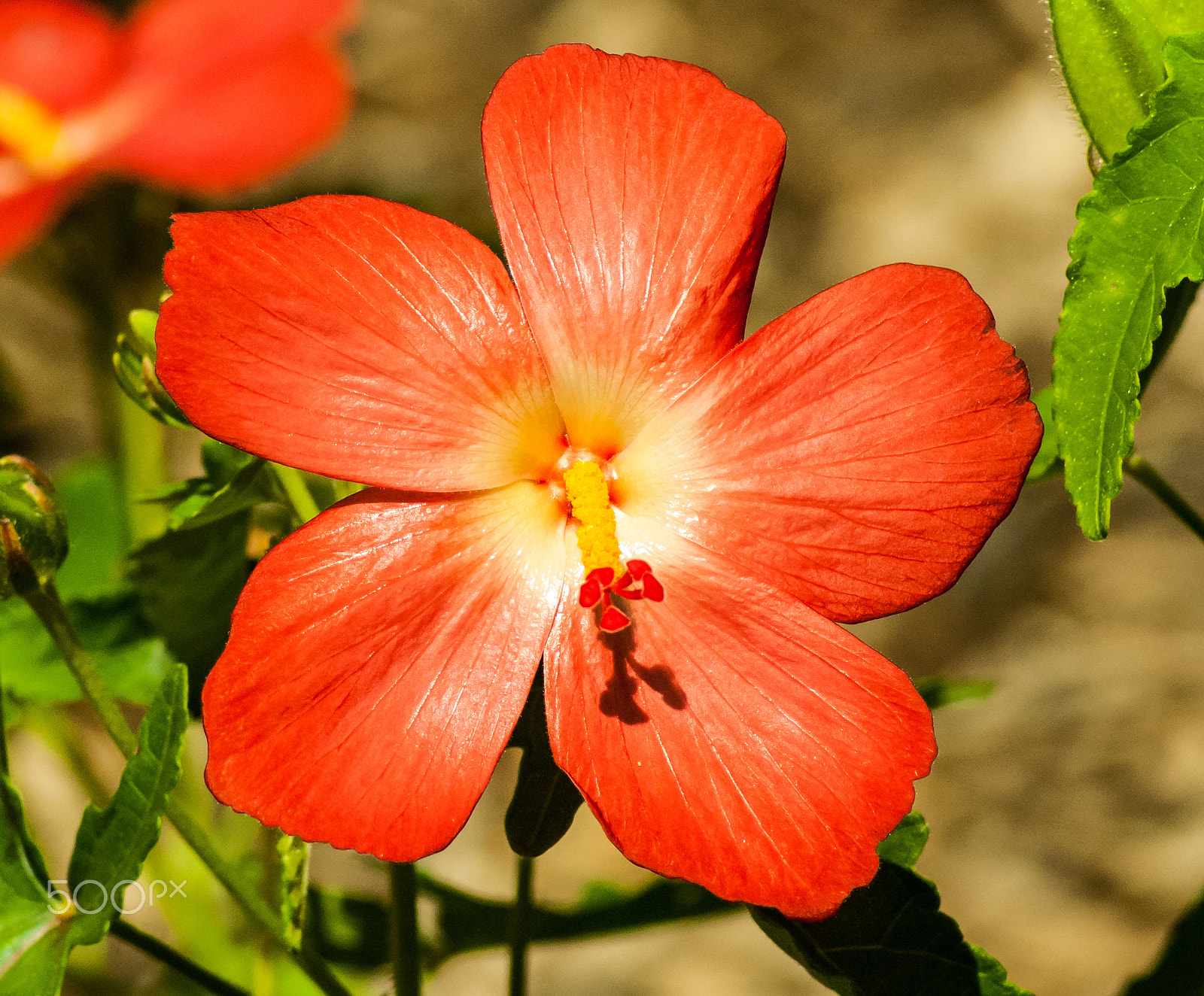 Nikon D60 sample photo. Pretty pink flower photography