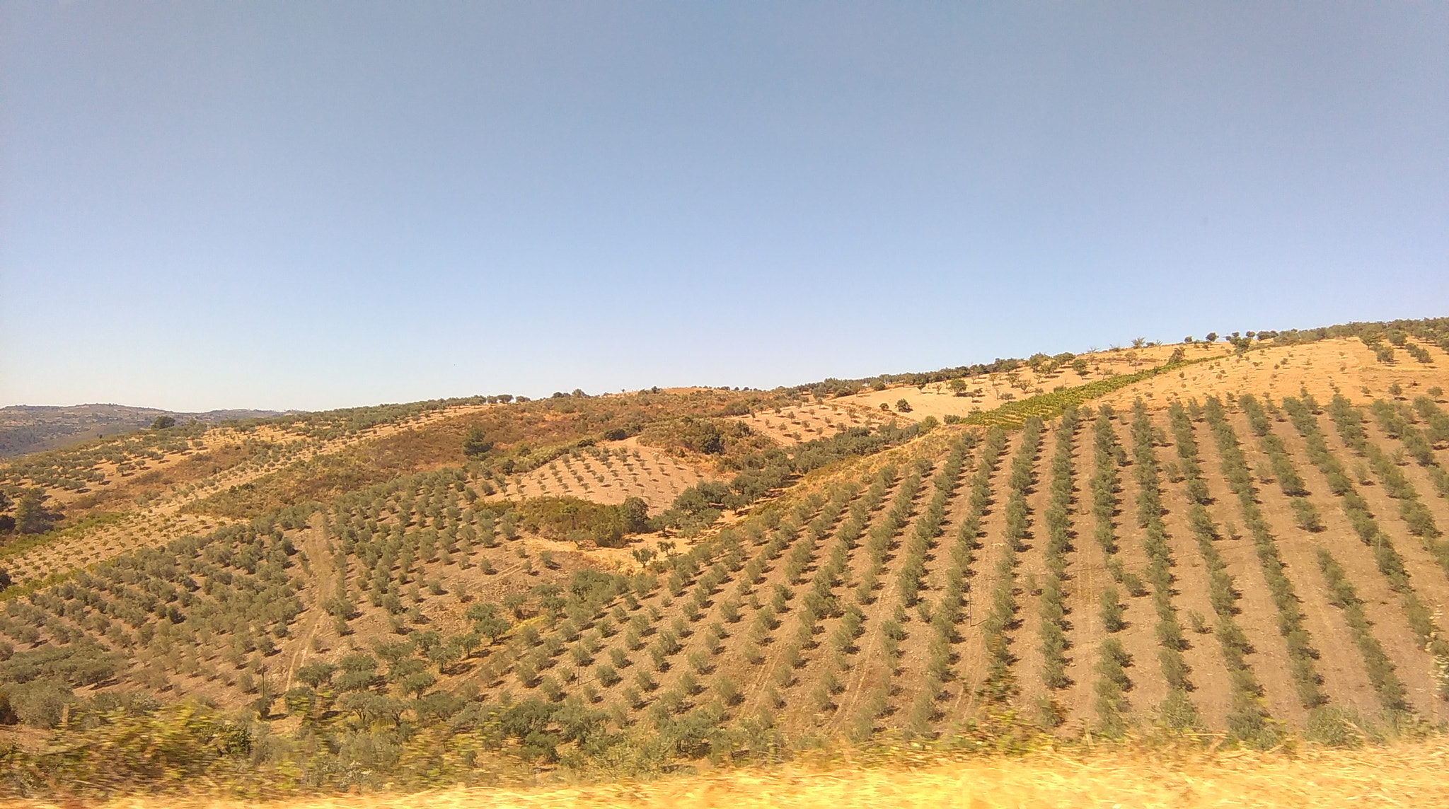 HTC DESIRE 620 sample photo. Oliva. photography