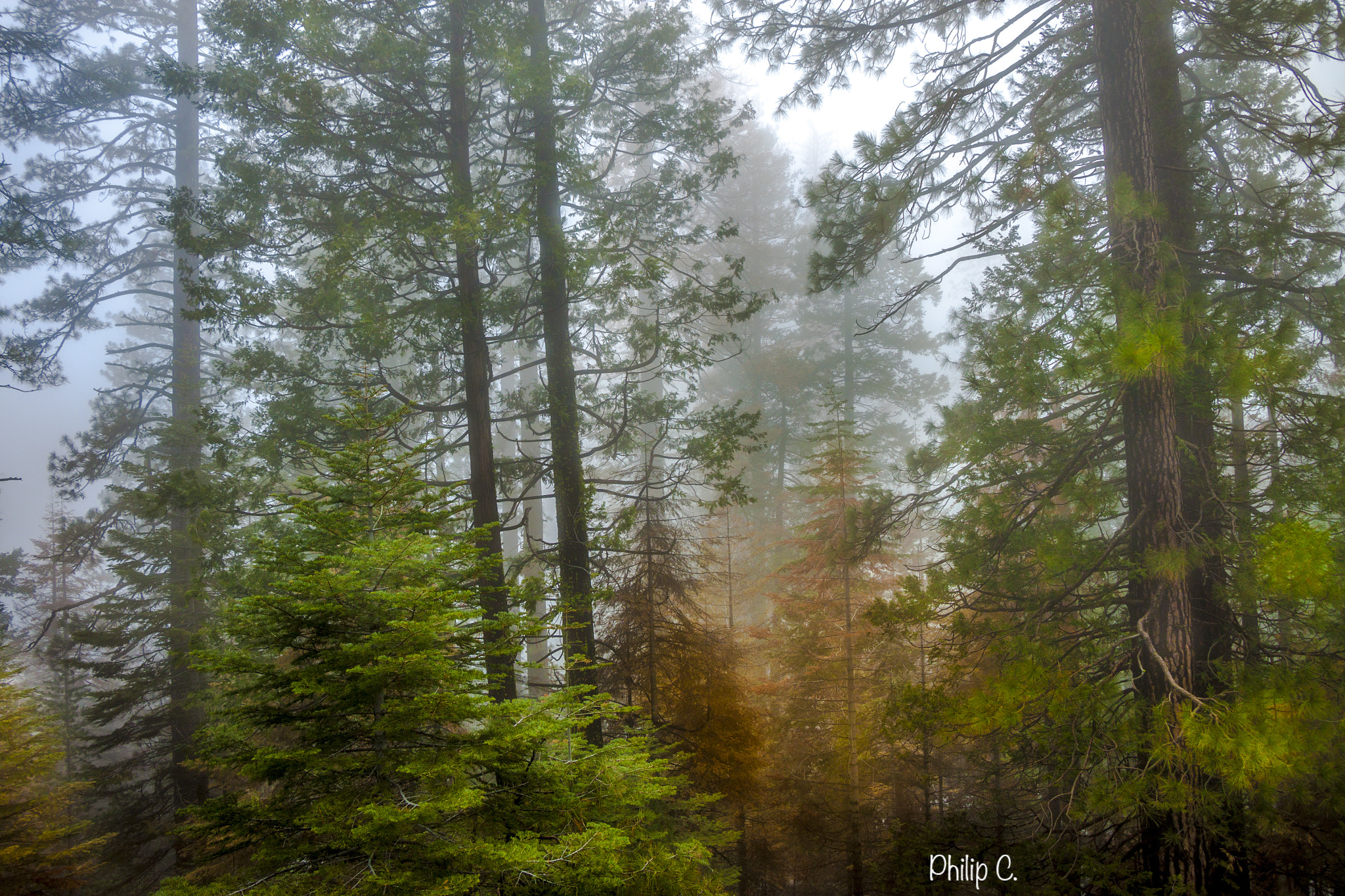 Canon EOS 500D (EOS Rebel T1i / EOS Kiss X3) sample photo. Last trees standing photography