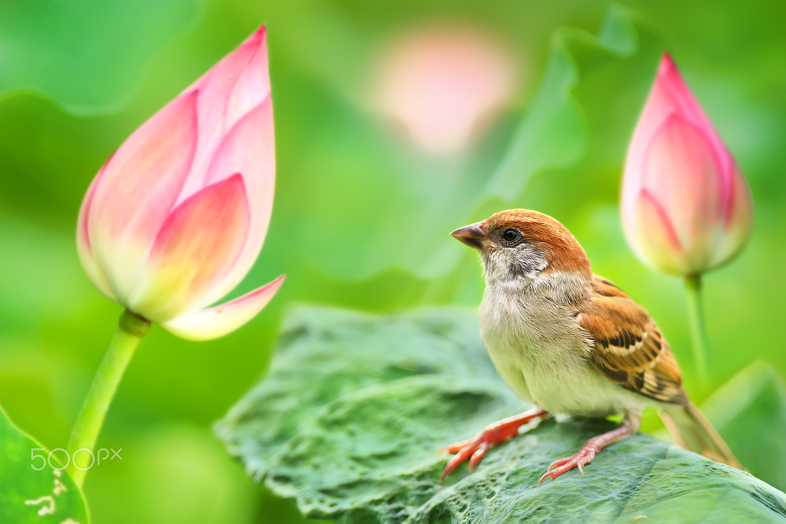 Canon EF 300mm F2.8L IS USM sample photo. Baby sparrow and lotus photography