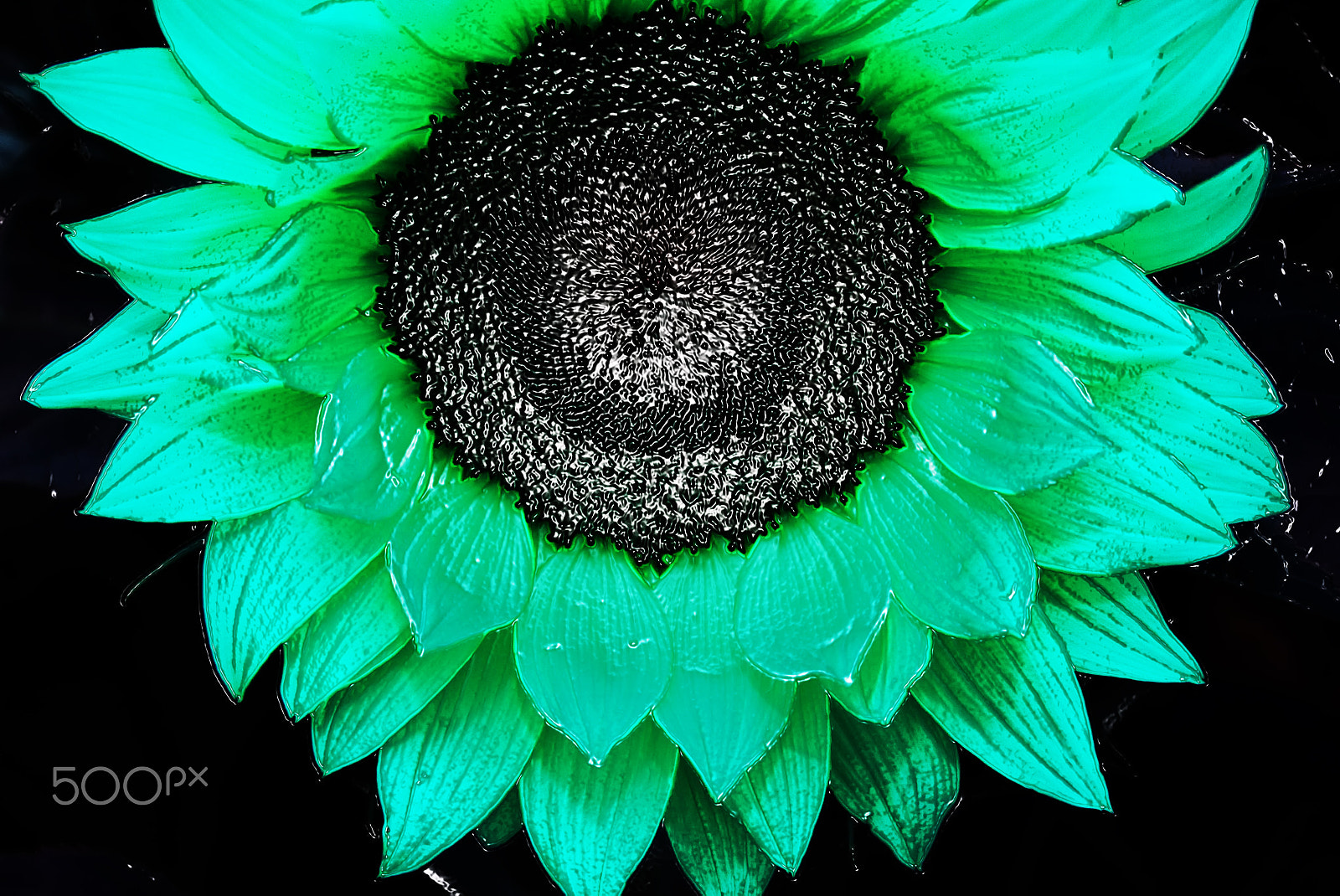 Sony DT 18-250mm F3.5-6.3 sample photo. Sun flower photography