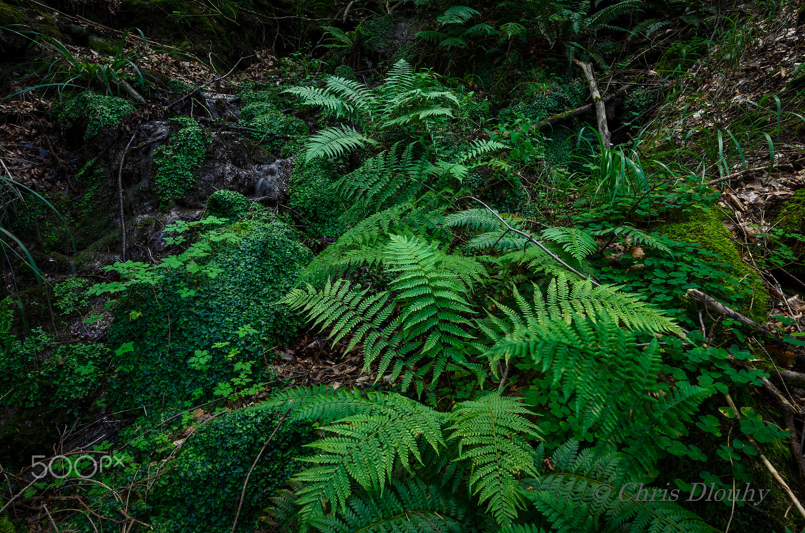 Nikon AF-S Nikkor 14-24mm F2.8G ED sample photo. Ferns and moss photography