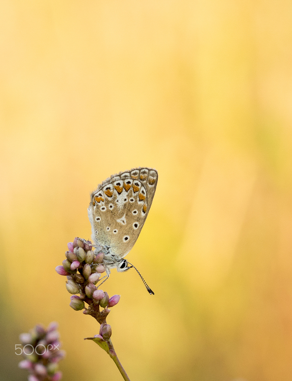 Sony ILCA-77M2 + 105mm F2.8 sample photo. Icarus blue photography