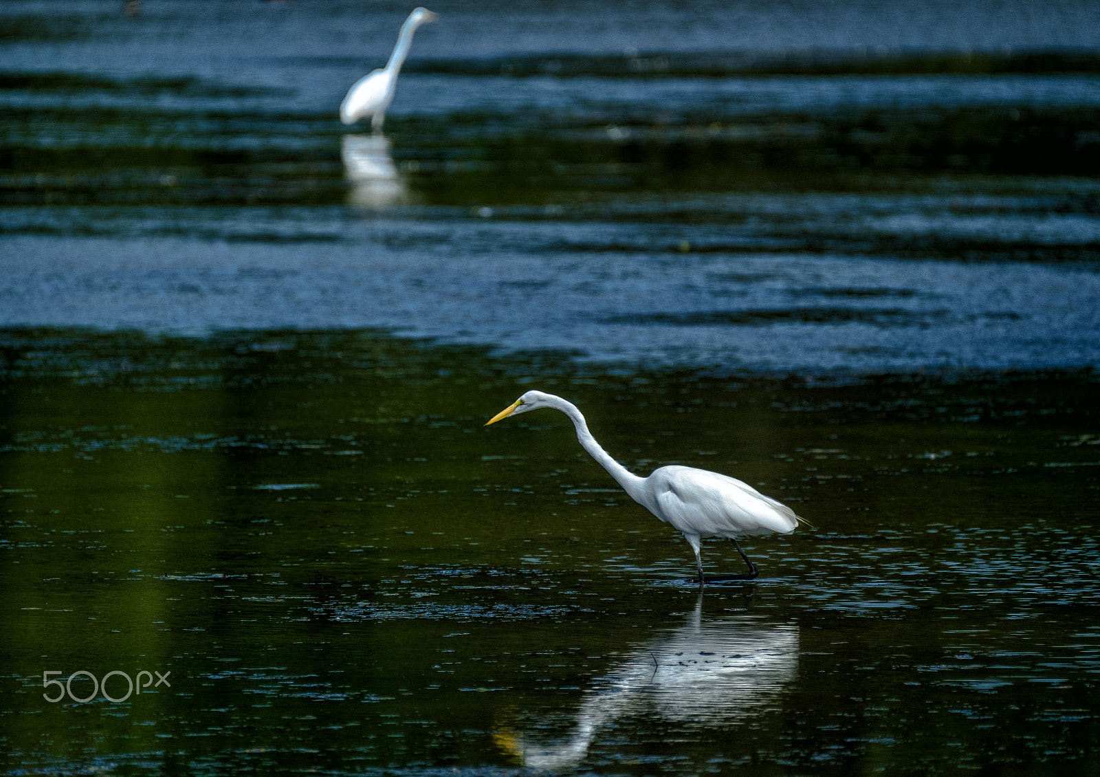Fujifilm XF 100-400mm F4.5-5.6 R LM OIS WR sample photo. Two egrets photography