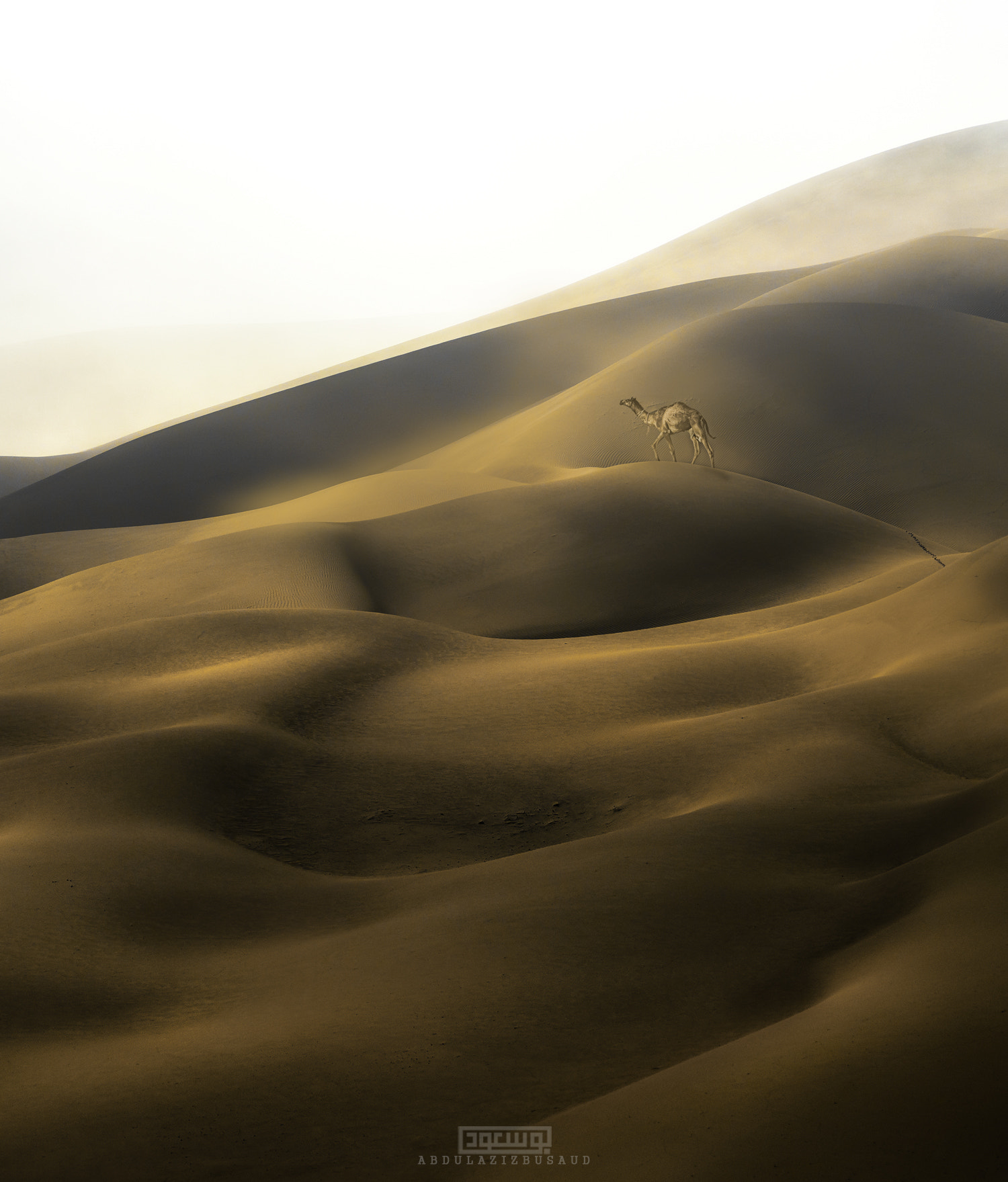 Sigma 150-500mm F5-6.3 DG OS HSM sample photo. Golden camel, liwa oasis photography