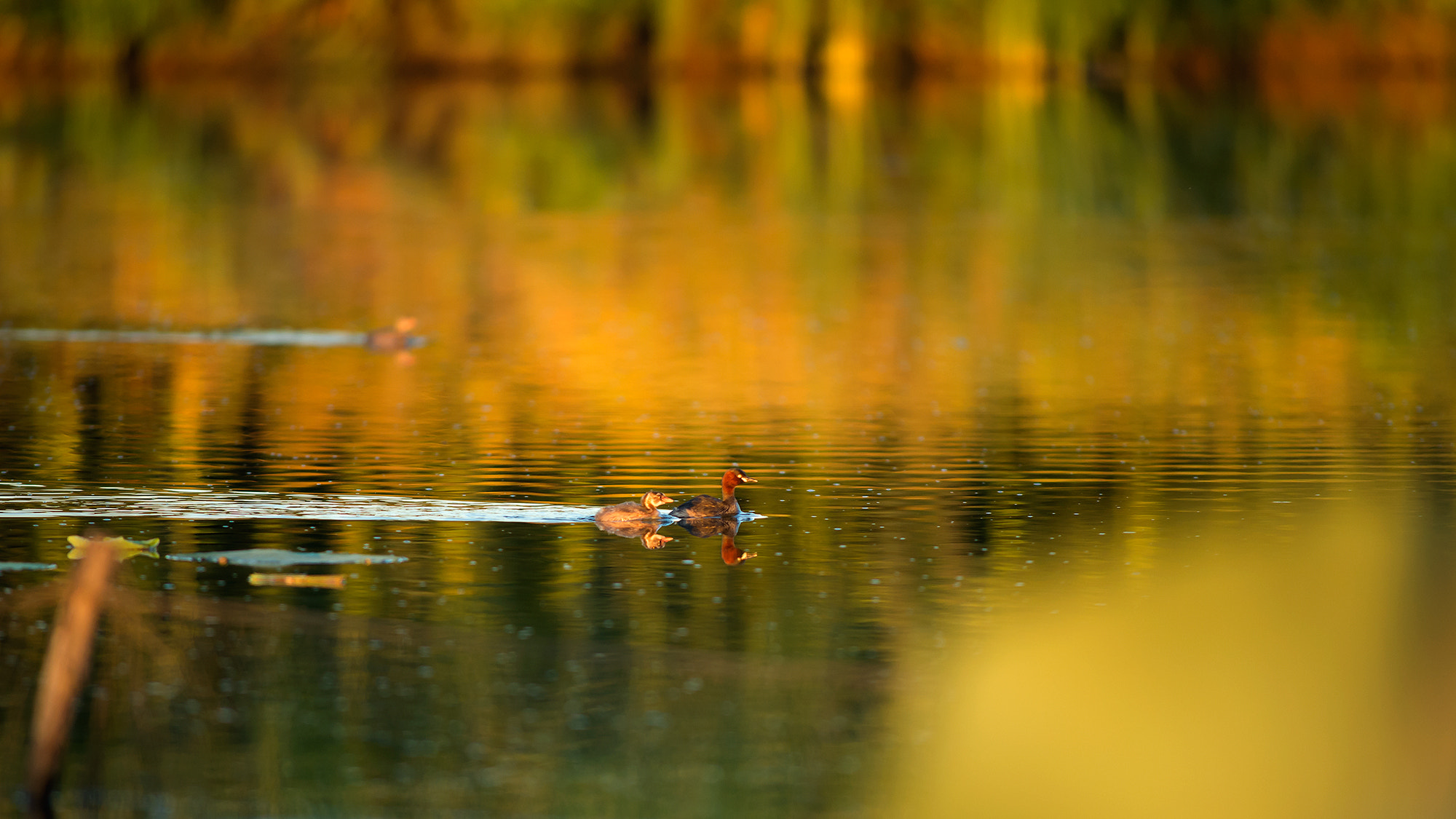 Nikkor 500mm f/4 P ED IF sample photo