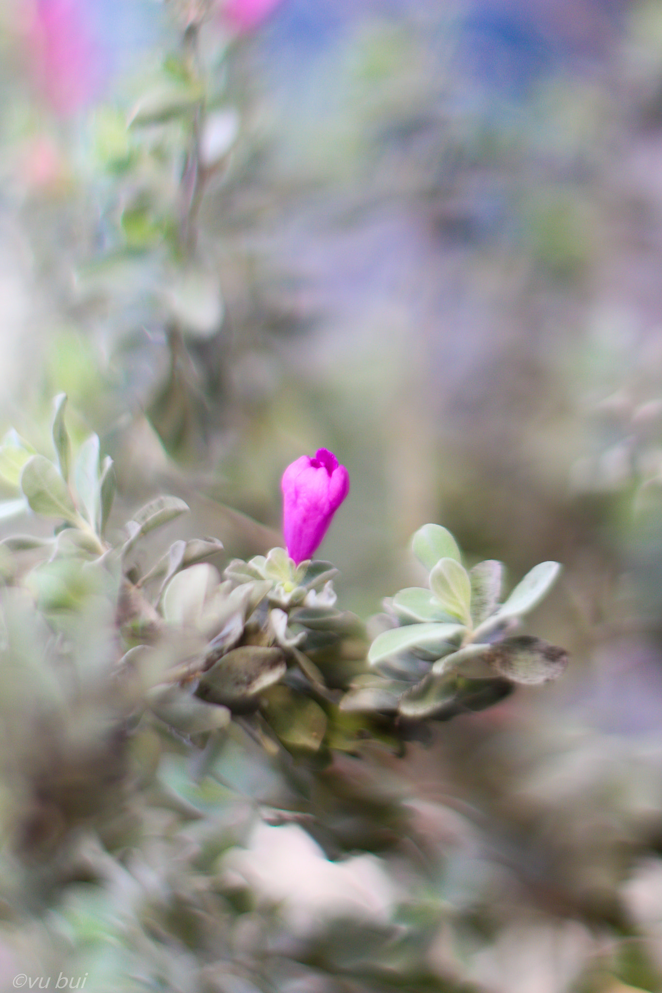 Canon EOS 700D (EOS Rebel T5i / EOS Kiss X7i) + Canon EF 50mm F1.4 USM sample photo. Budding flower buds photography