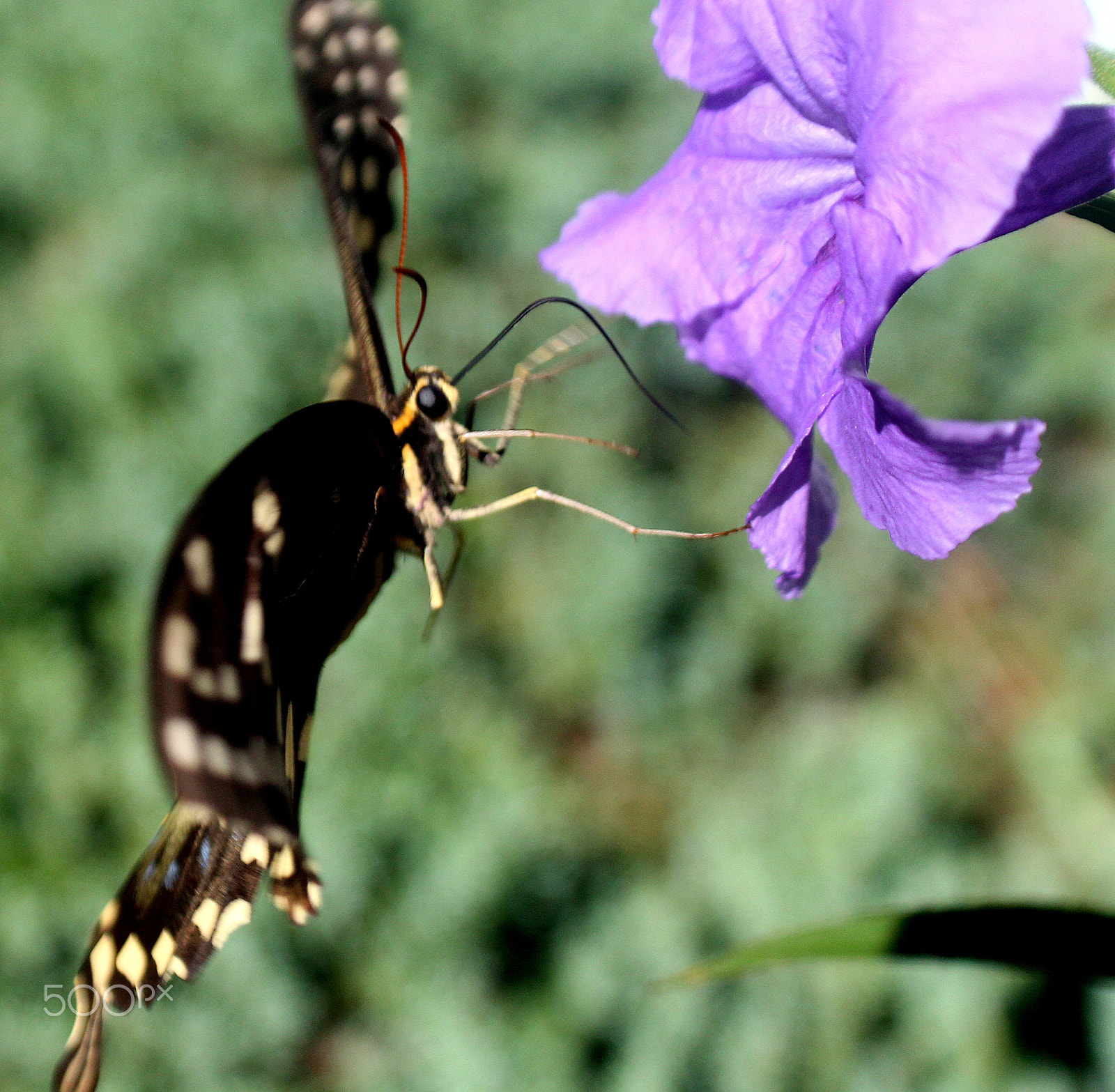 Canon EF-S 18-55mm F3.5-5.6 II sample photo. Close up of  a butterfly photography