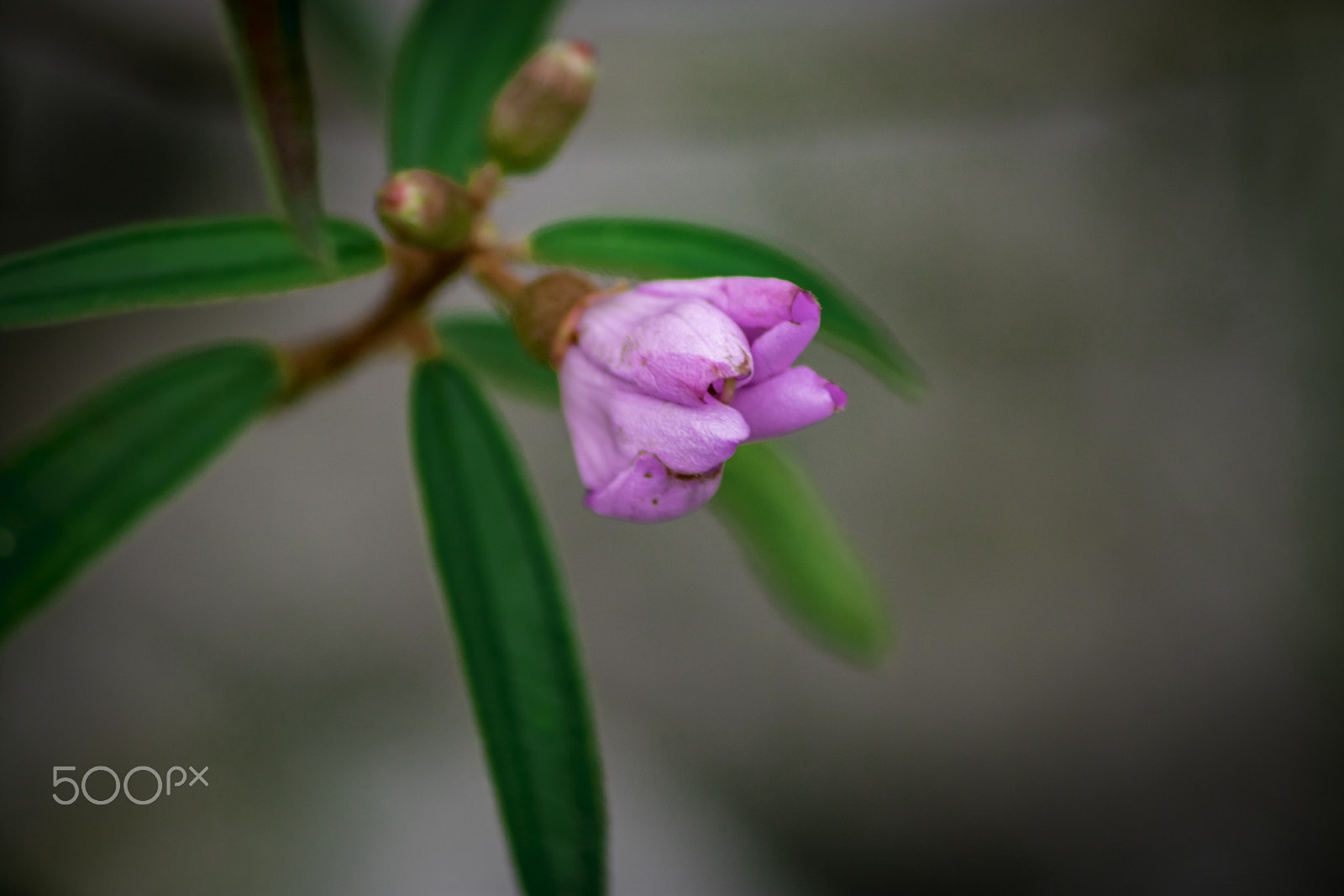 Canon EOS 760D (EOS Rebel T6s / EOS 8000D) sample photo