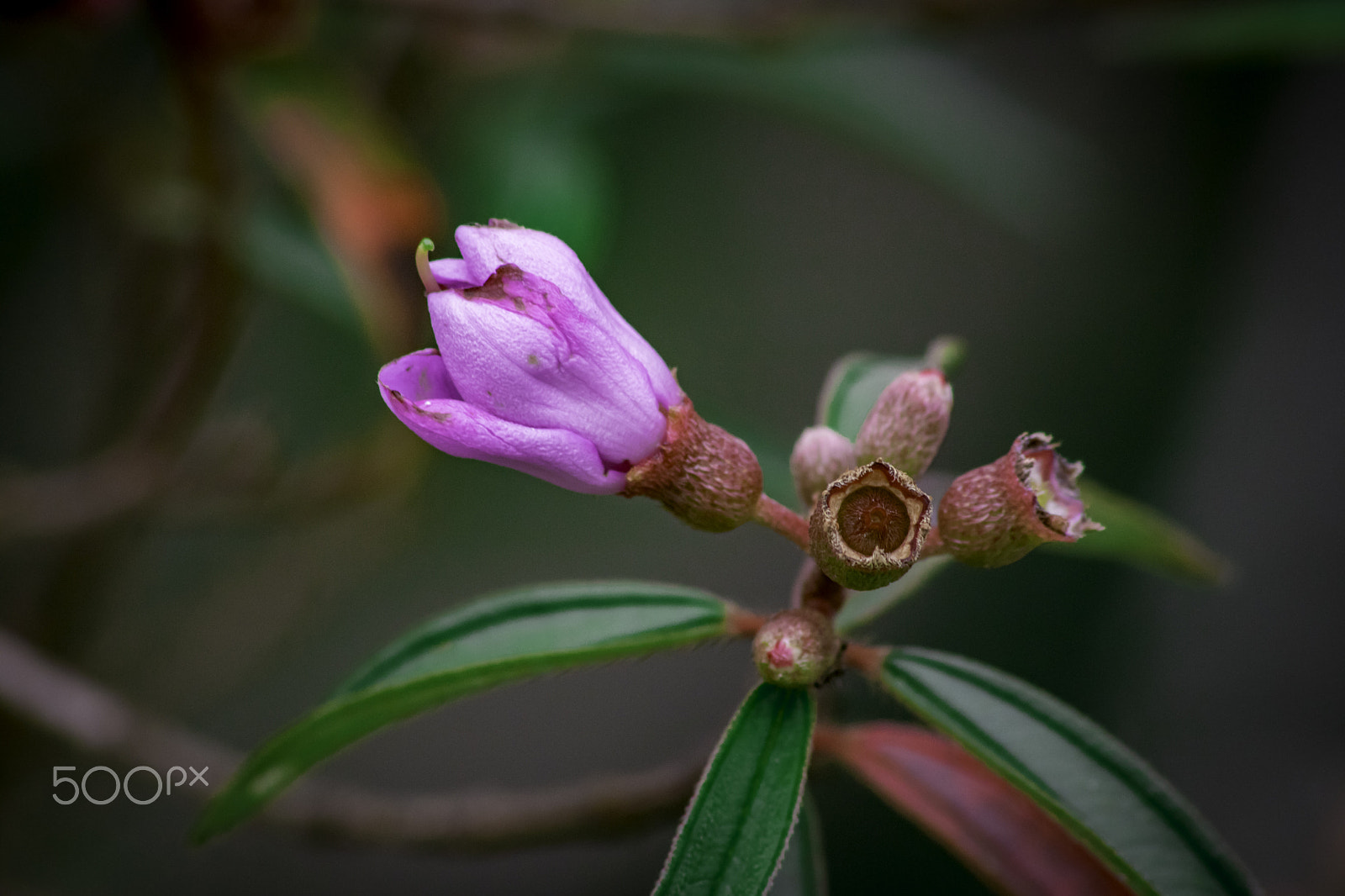 Canon EOS 760D (EOS Rebel T6s / EOS 8000D) sample photo