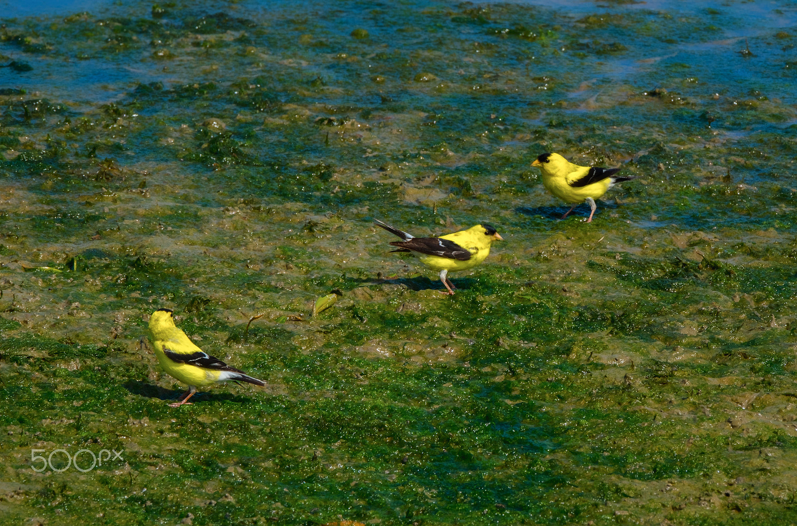 Fujifilm XF 100-400mm F4.5-5.6 R LM OIS WR sample photo. Three finches photography