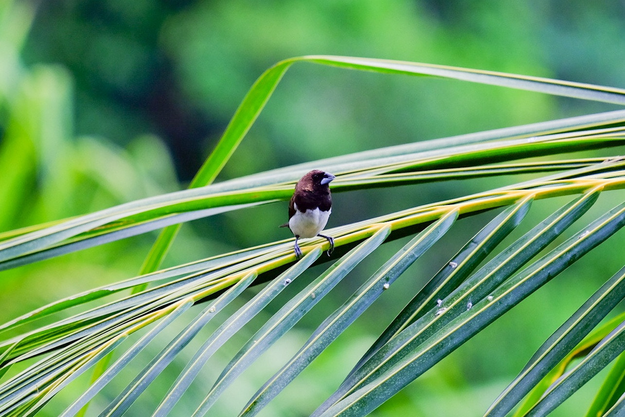 Fujifilm X-E2S + Fujifilm XF 55-200mm F3.5-4.8 R LM OIS sample photo. Emprit bird photography