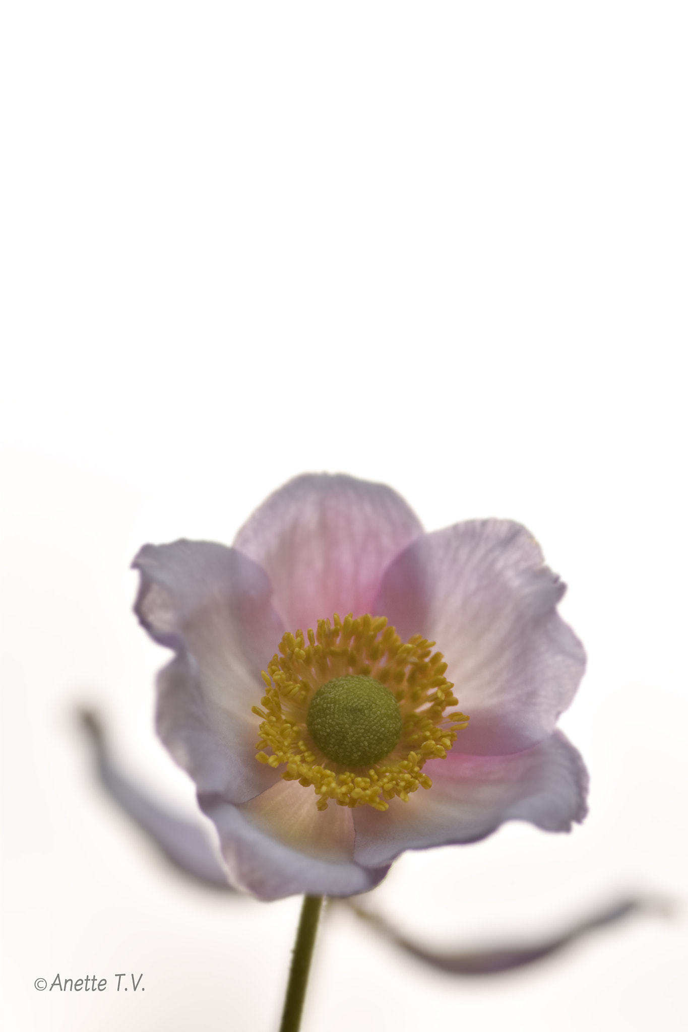 Nikon AF-S Micro-Nikkor 105mm F2.8G IF-ED VR sample photo. Lonely .. photography