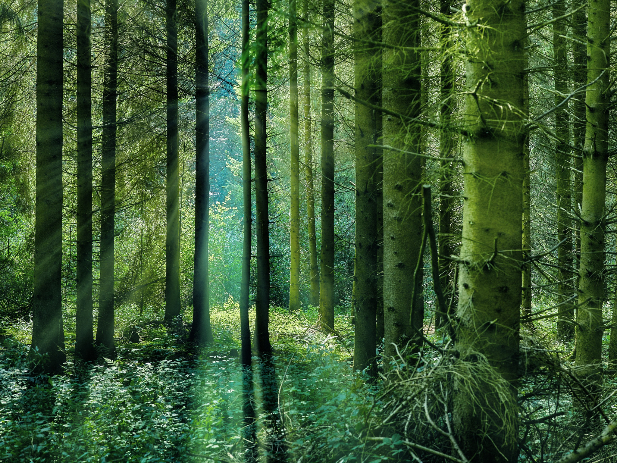 Phase One IQ3 100MP sample photo. Light in the forest photography