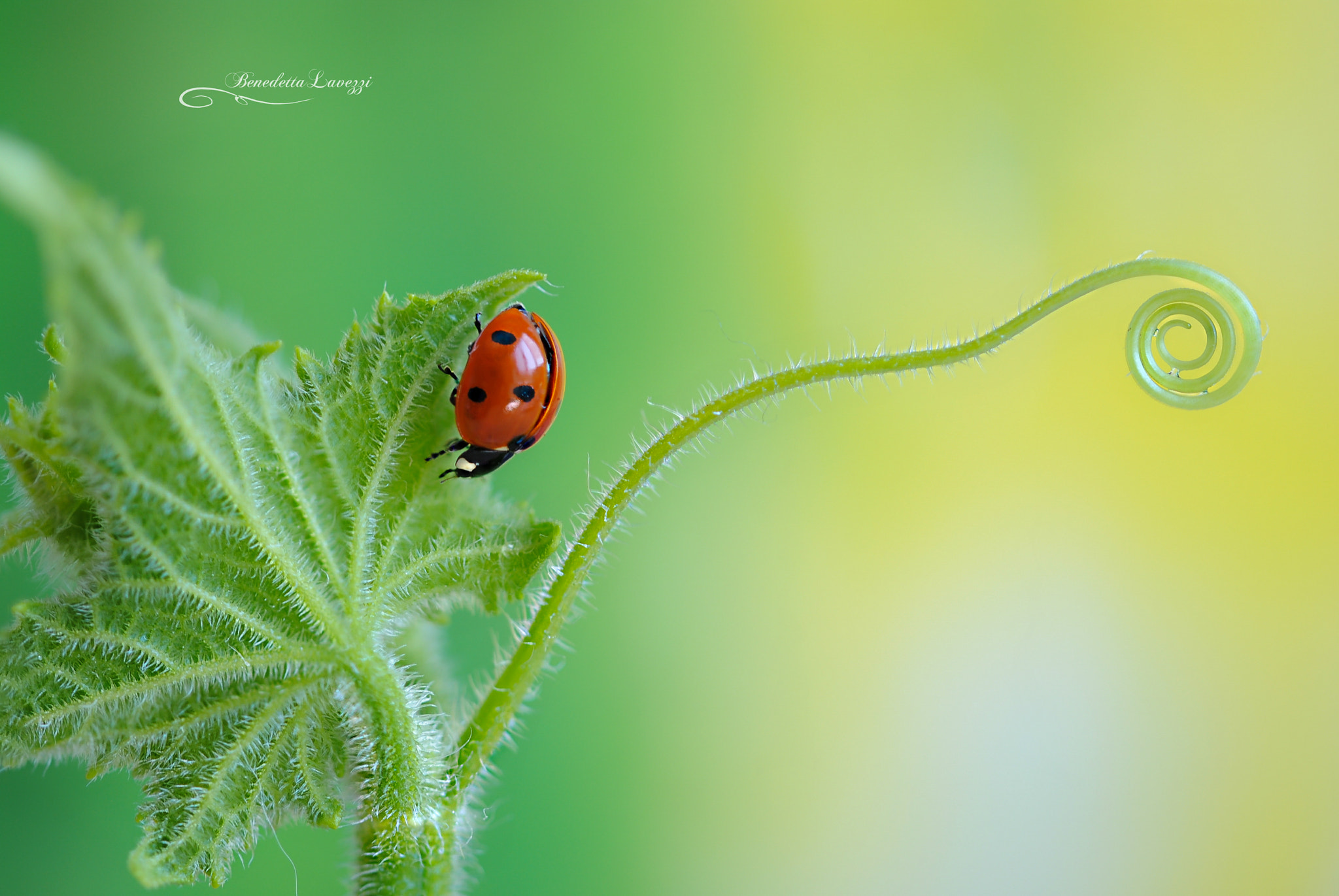 Sigma 105mm F2.8 EX DG OS HSM sample photo. Parole d'amore photography