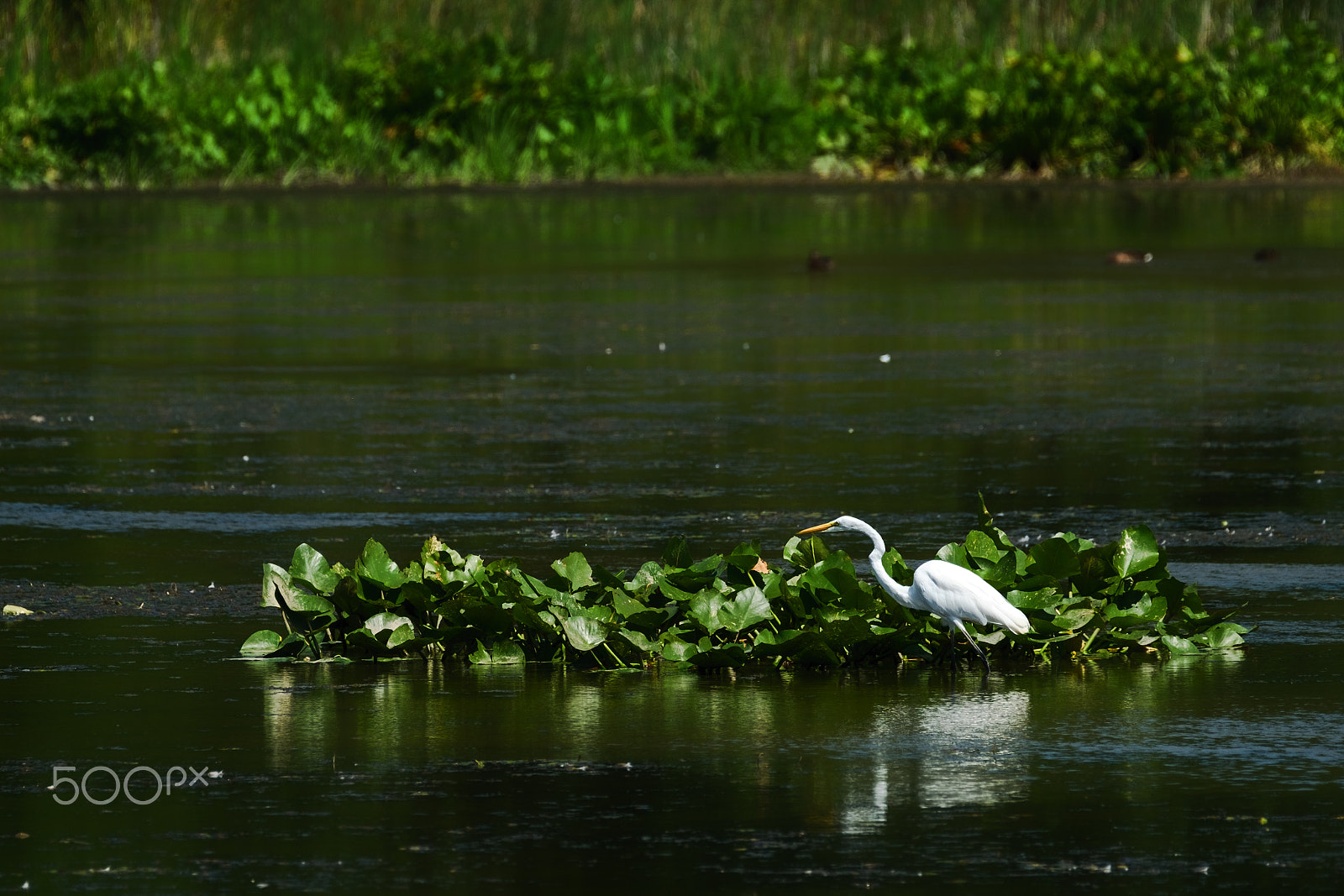 Fujifilm XF 100-400mm F4.5-5.6 R LM OIS WR sample photo. Single egret photography